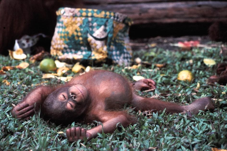 Photographing orangutans can be quite amusing