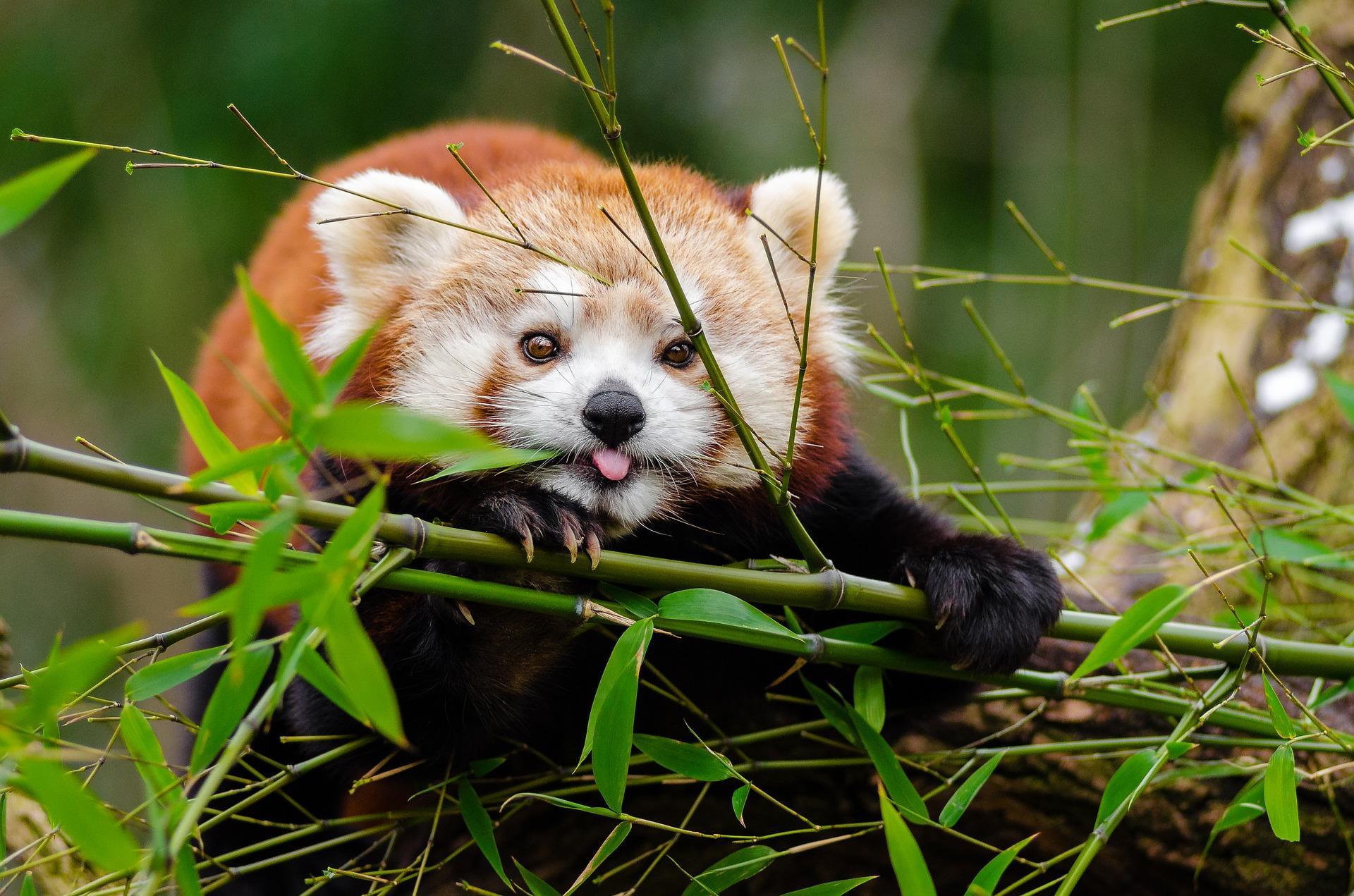 Red pandas and raccoons are related