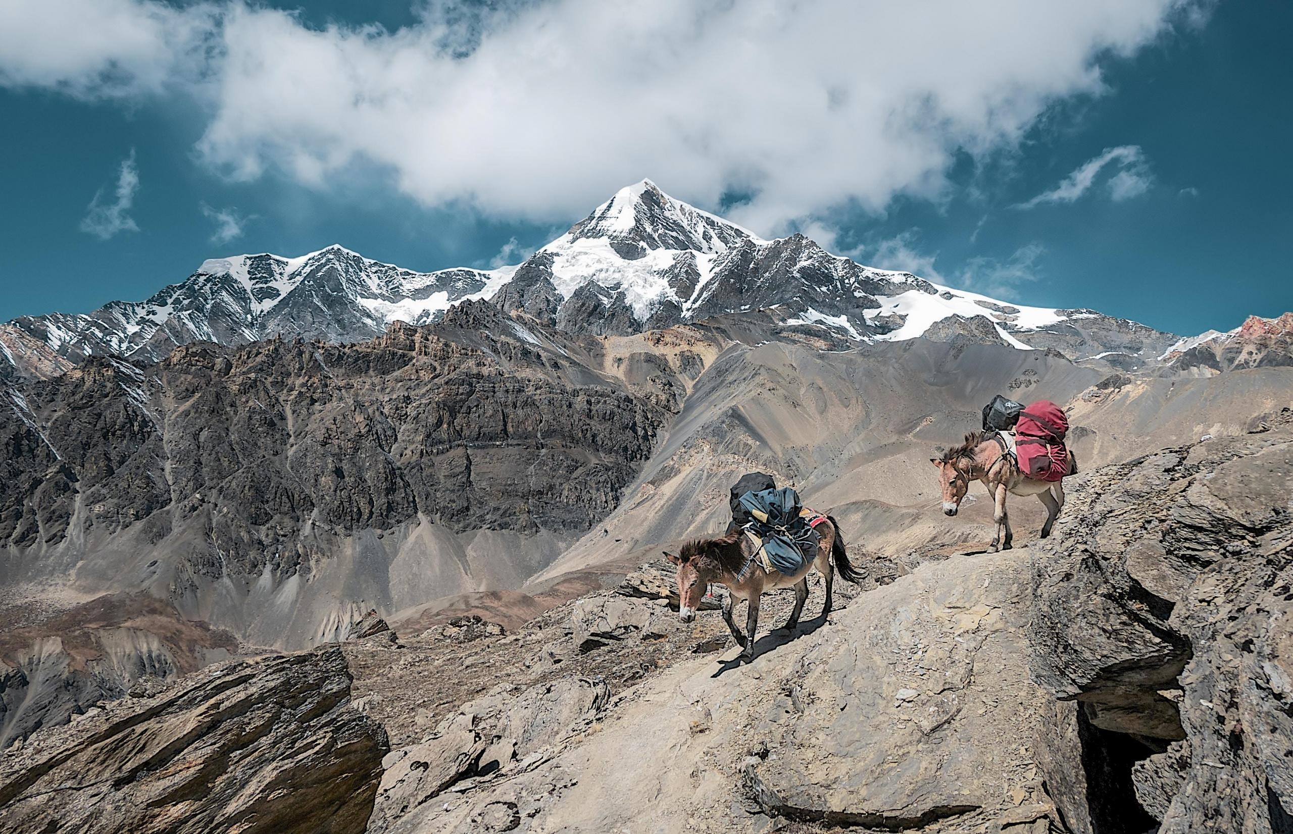Donkeys on the Himalaya