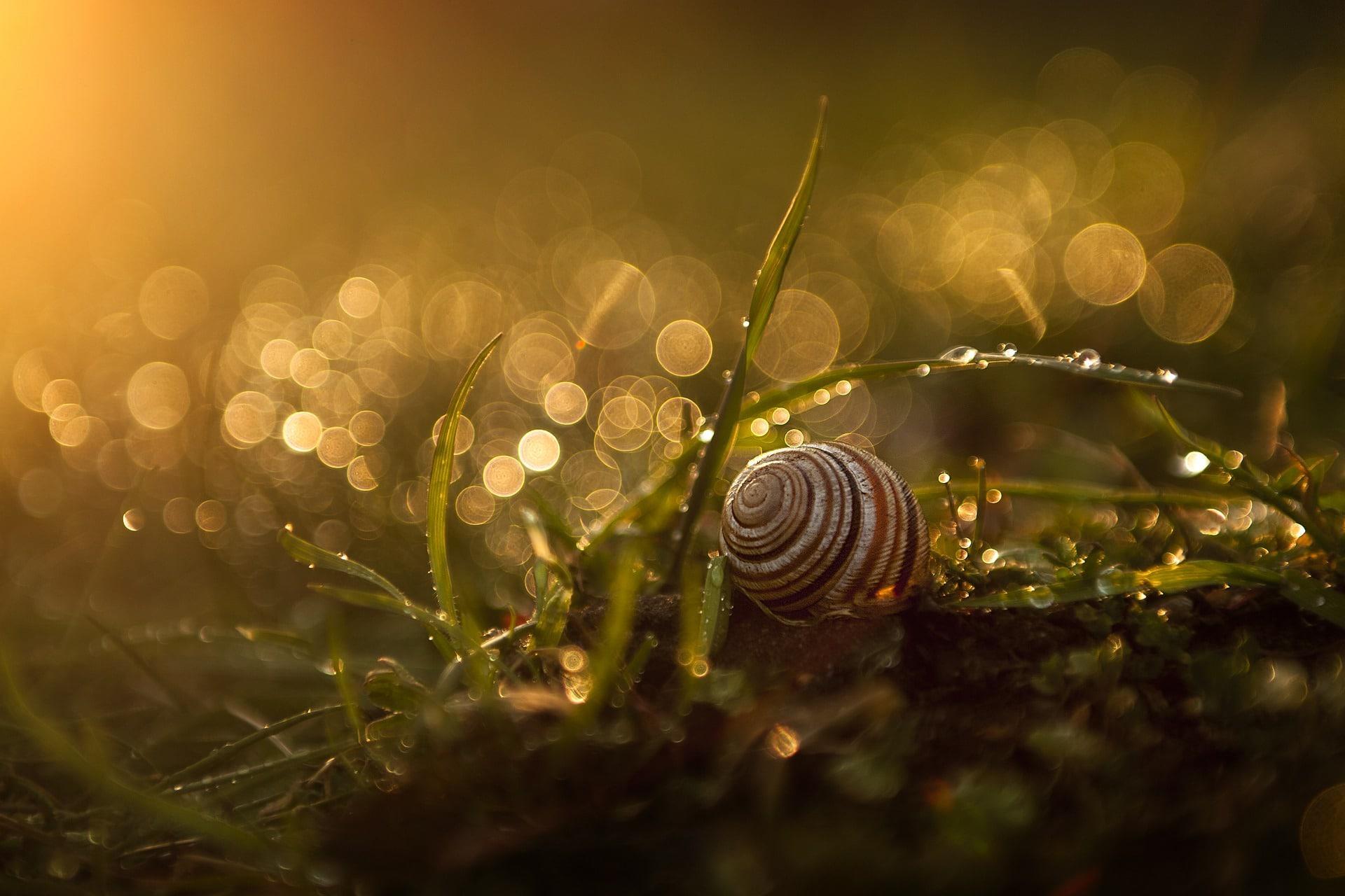 garden snails are most active in the morning
