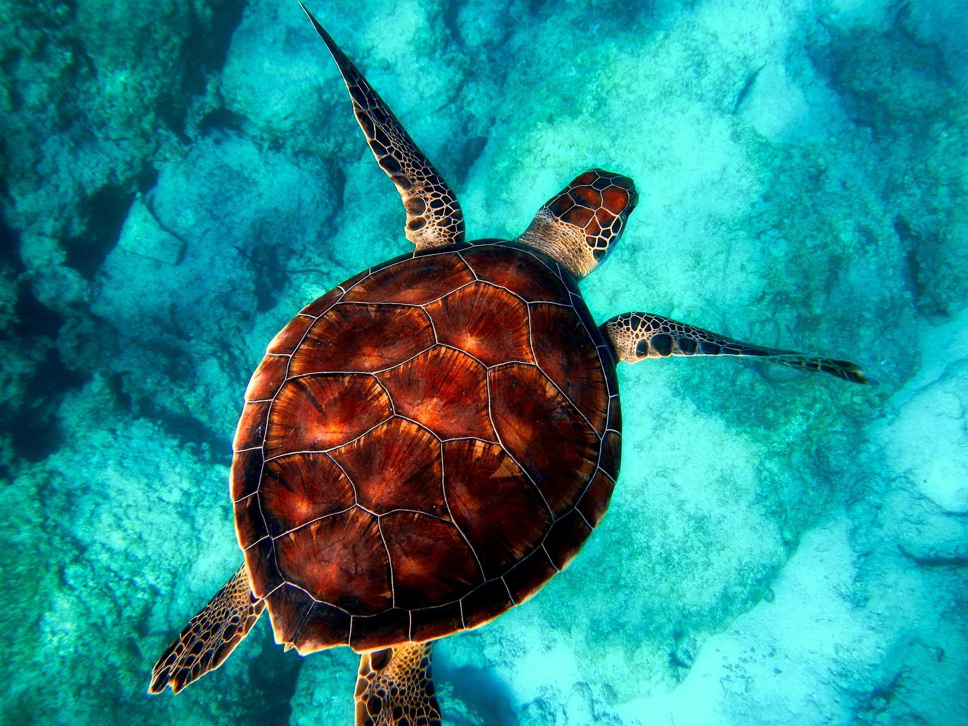 There are many places to find amazing wildlife