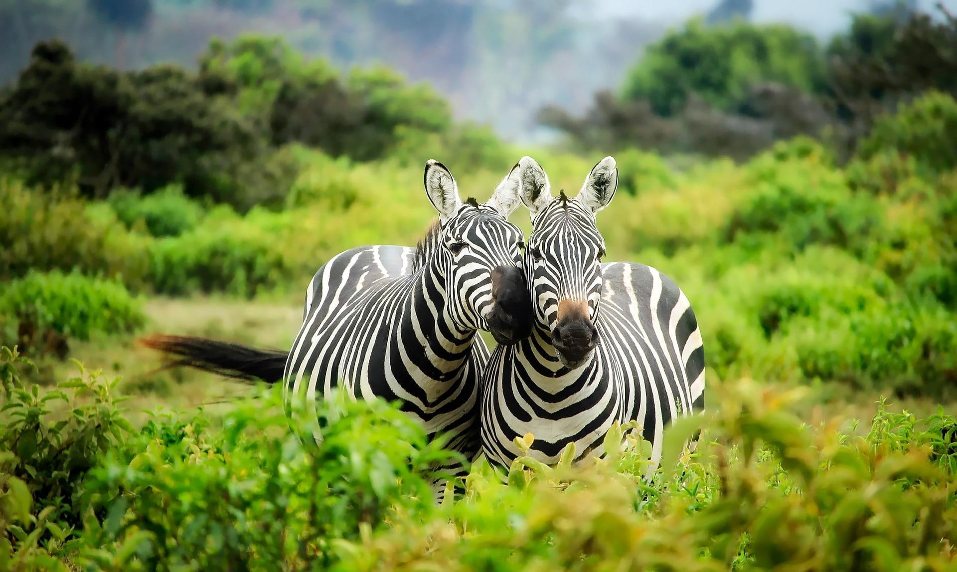 Wouldn't it be great if all animal portraits could come out this good?