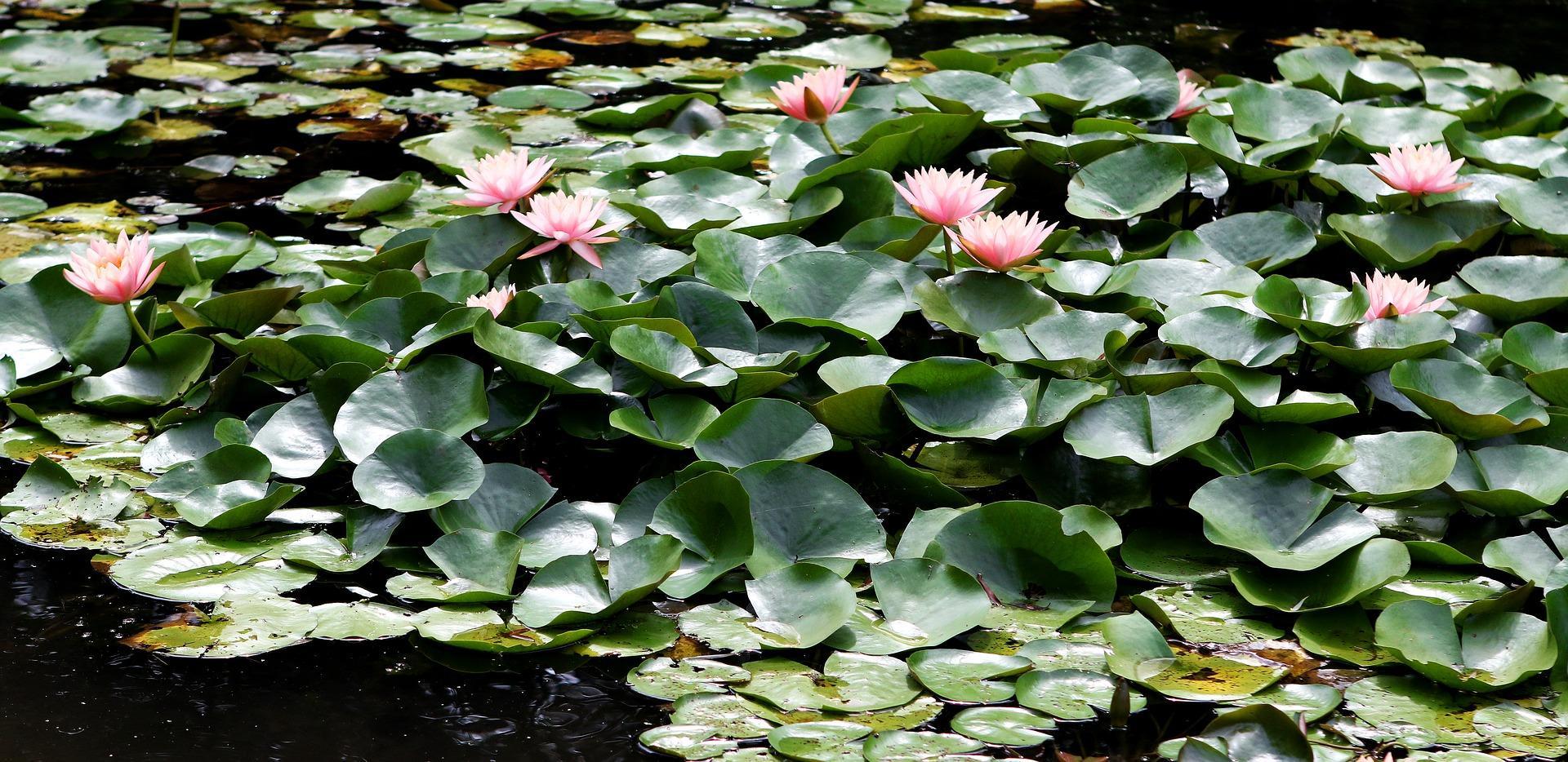 Monet loved to paint lilies