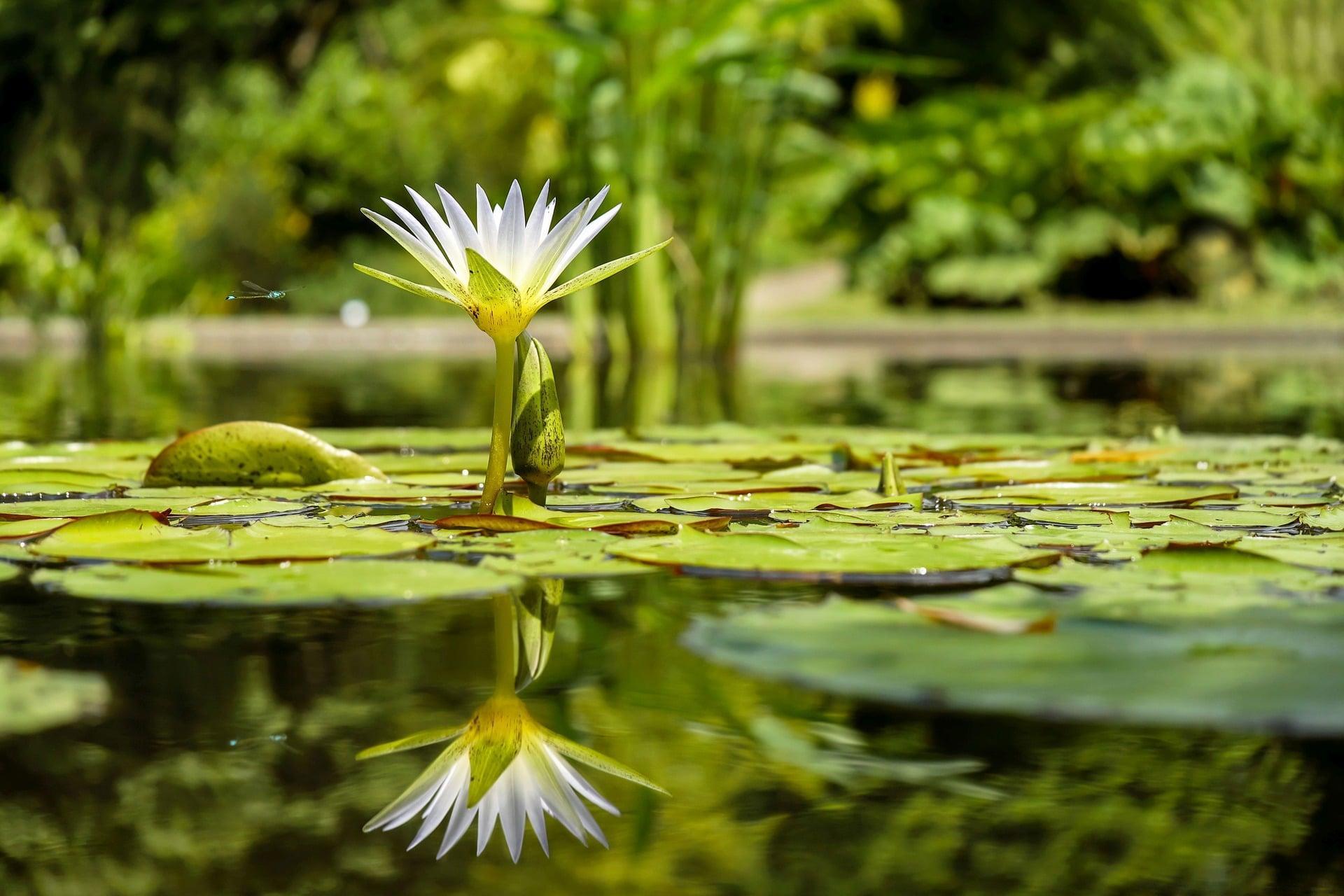 Georgiab O'Keeffe facts: She never painted water lilies