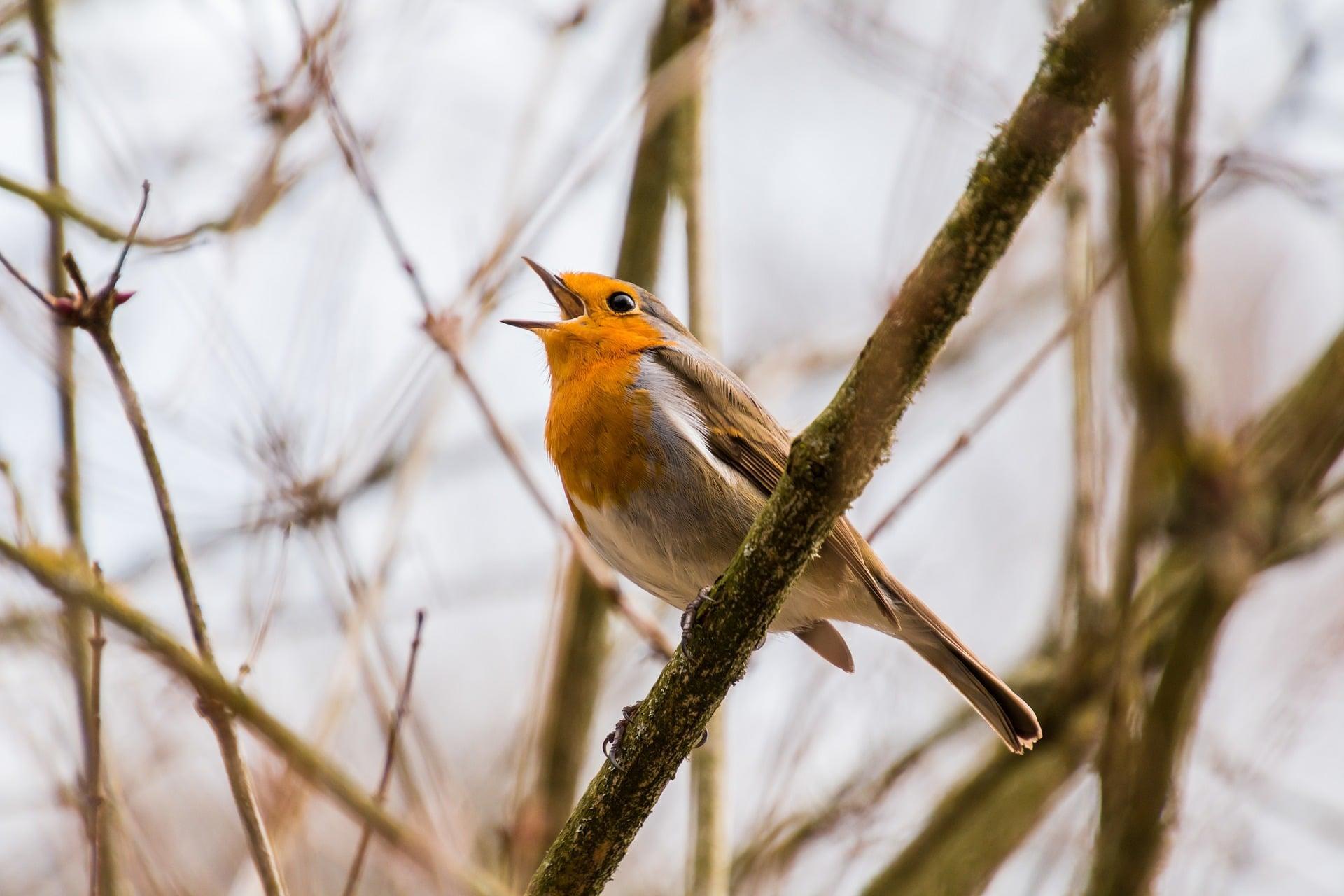 How do you warm up your voice?