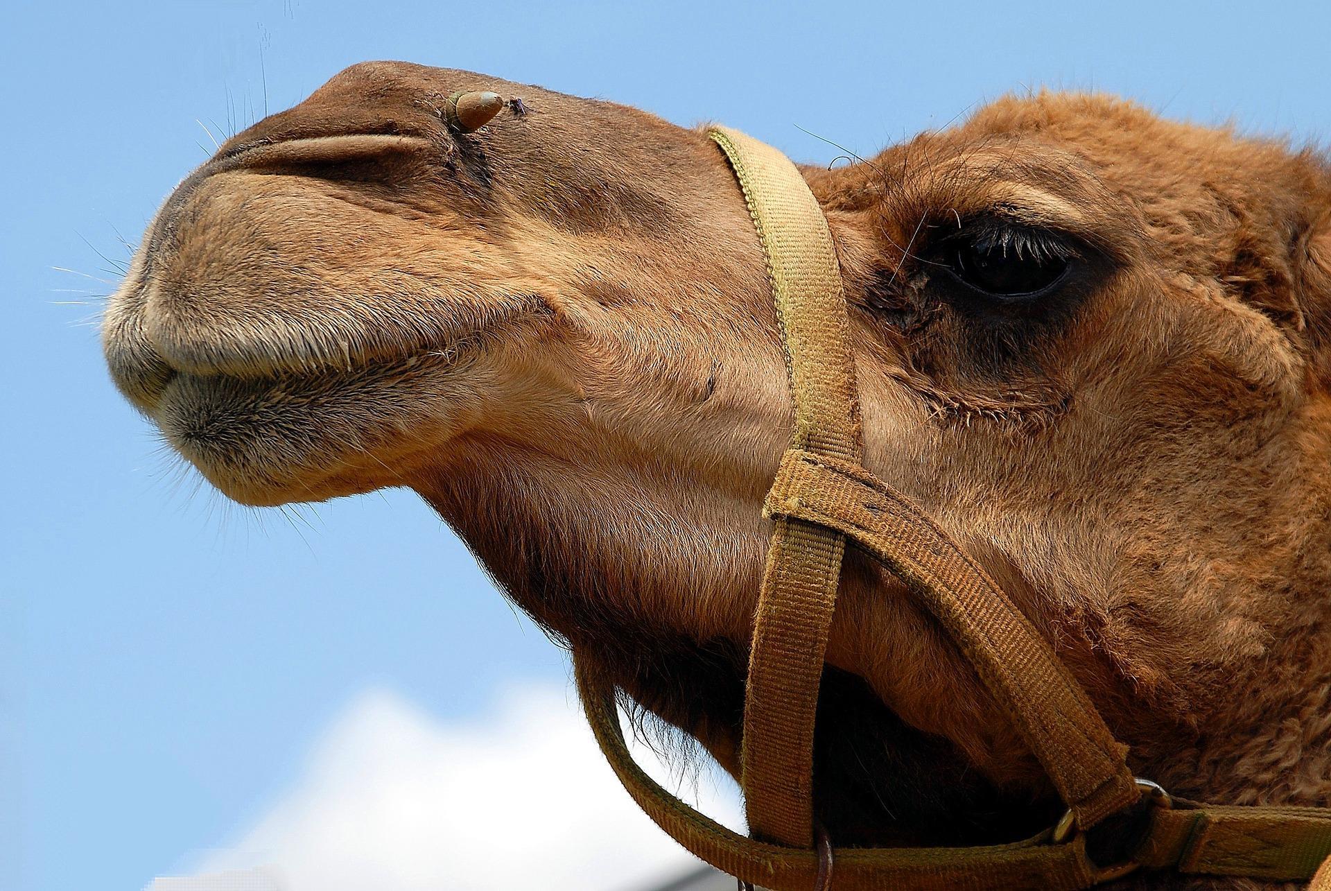 How can you stay in Marrakech for free?