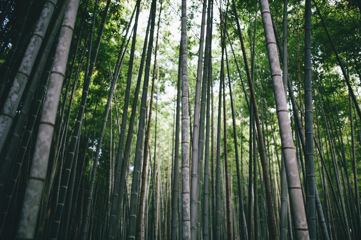 bamboo forest in Kyoto