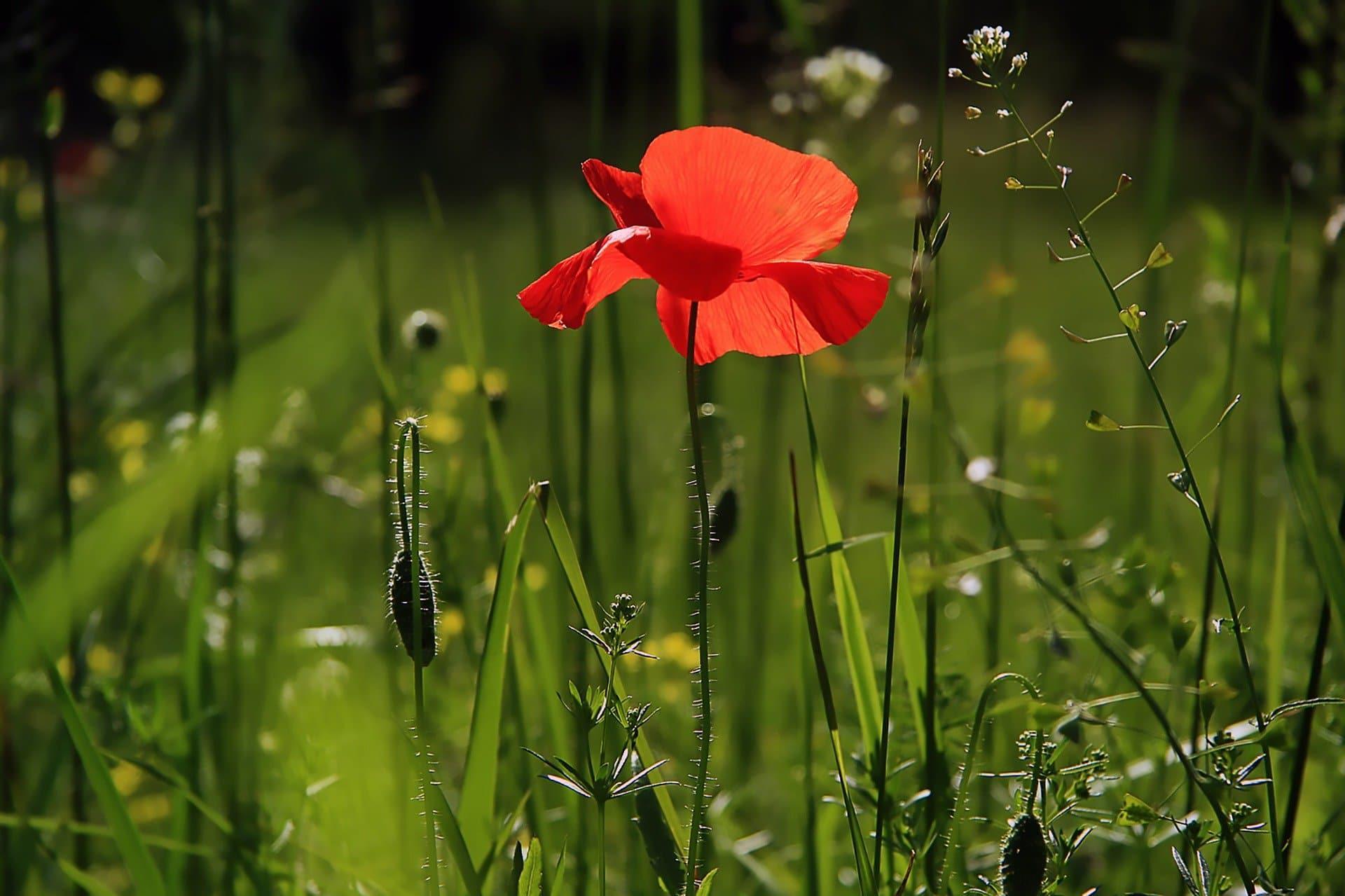 How can you draw a poppy?