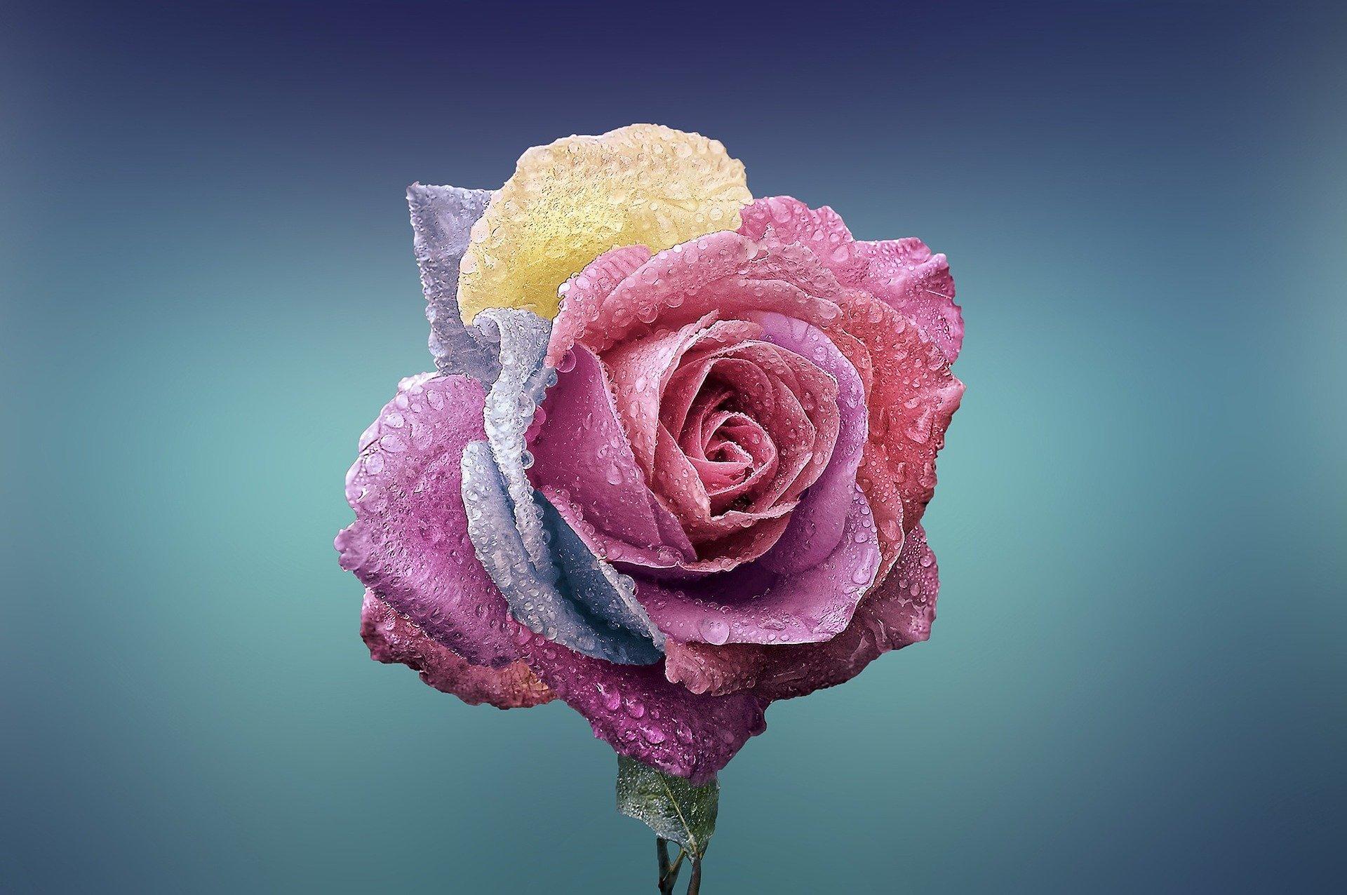 How can you draw roses?