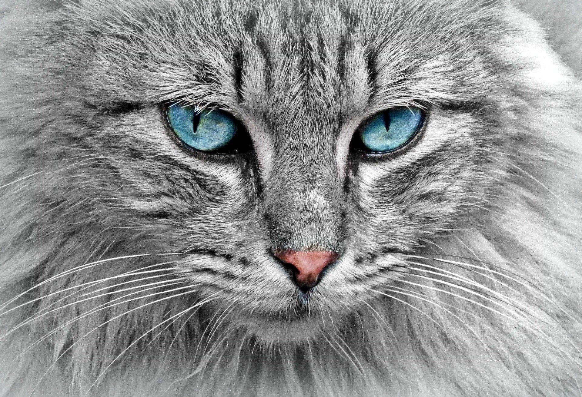 How can you draw cats?