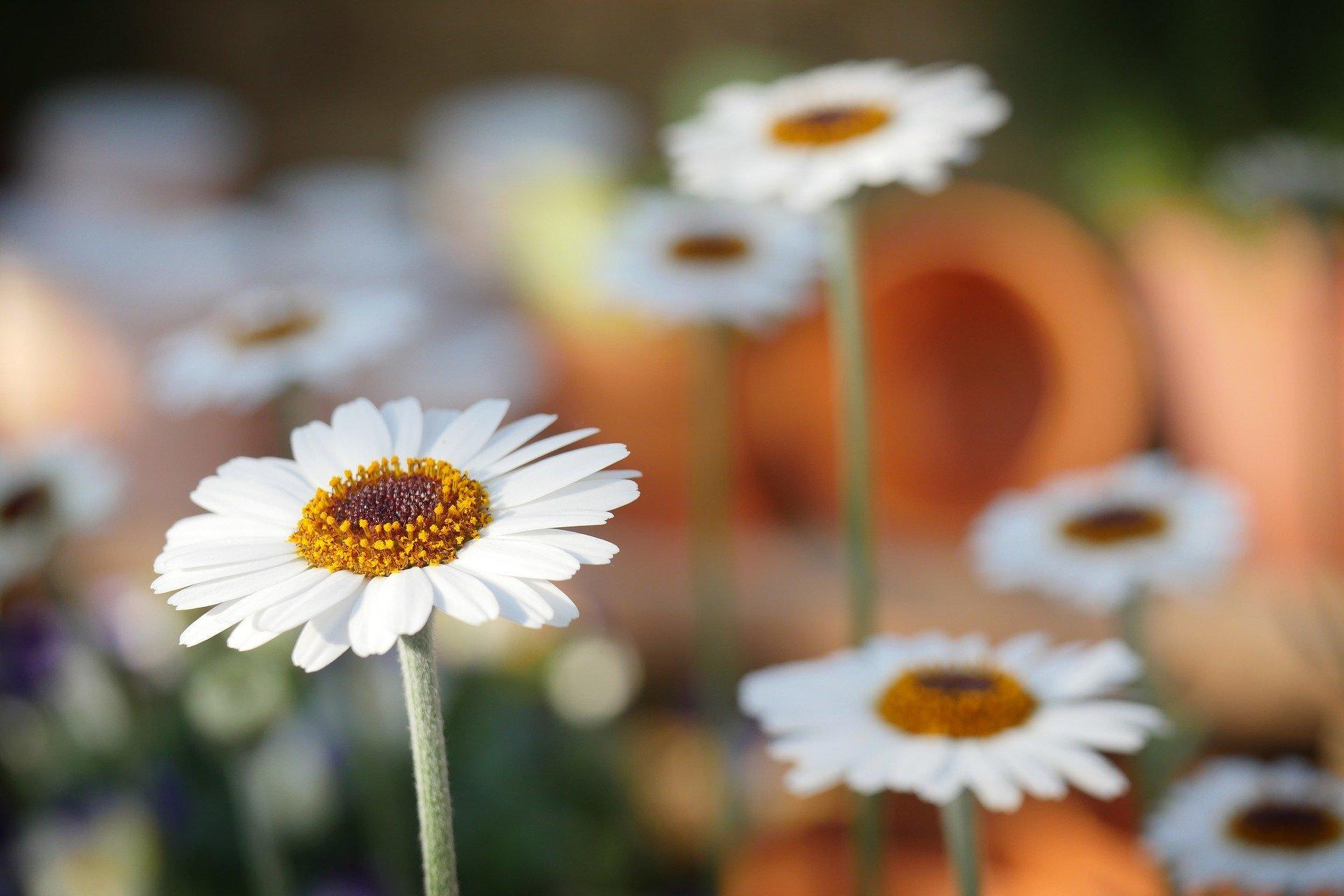 How can you draw daisies?