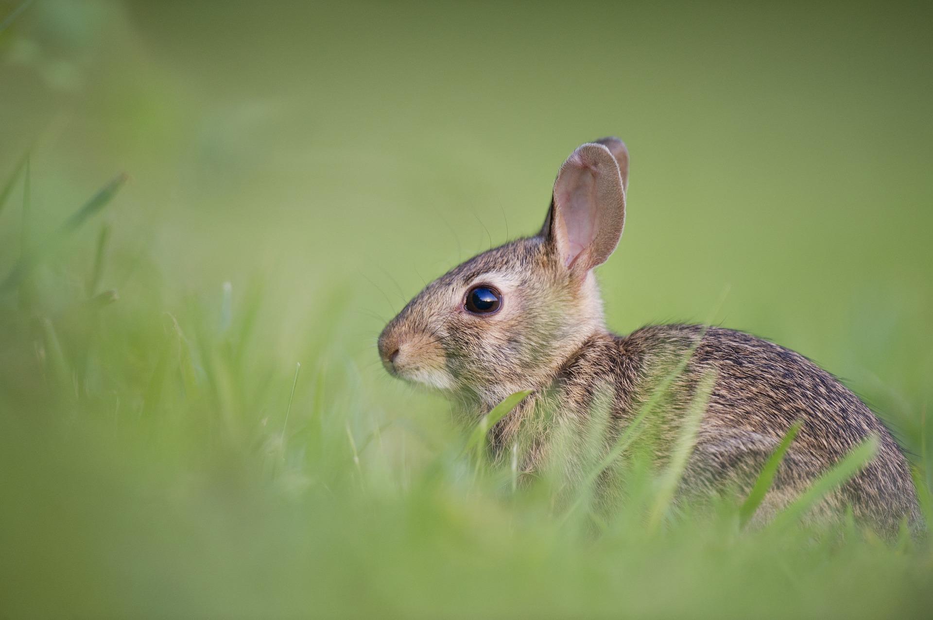 How can you draw rabbits?