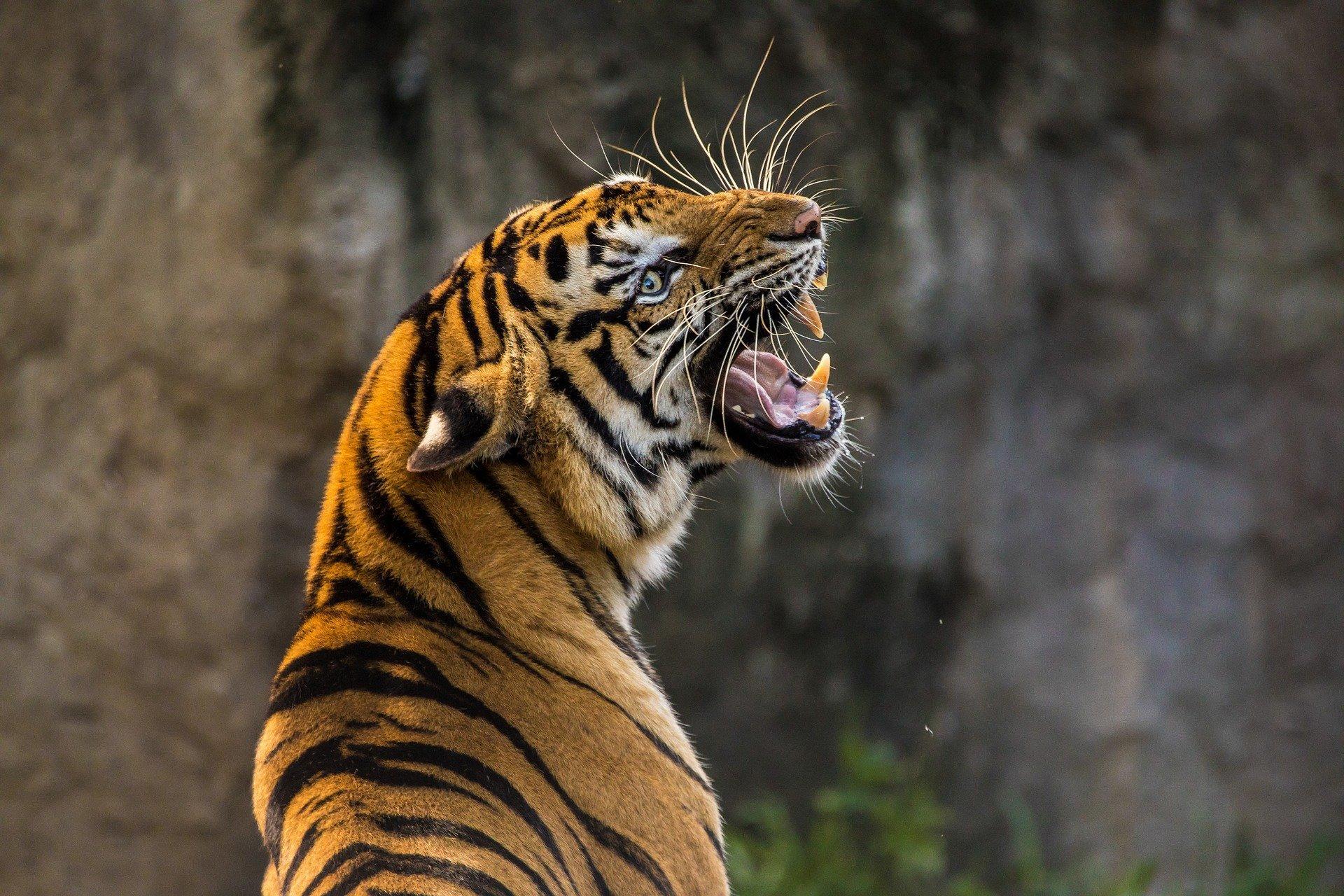 How can you draw tigers?