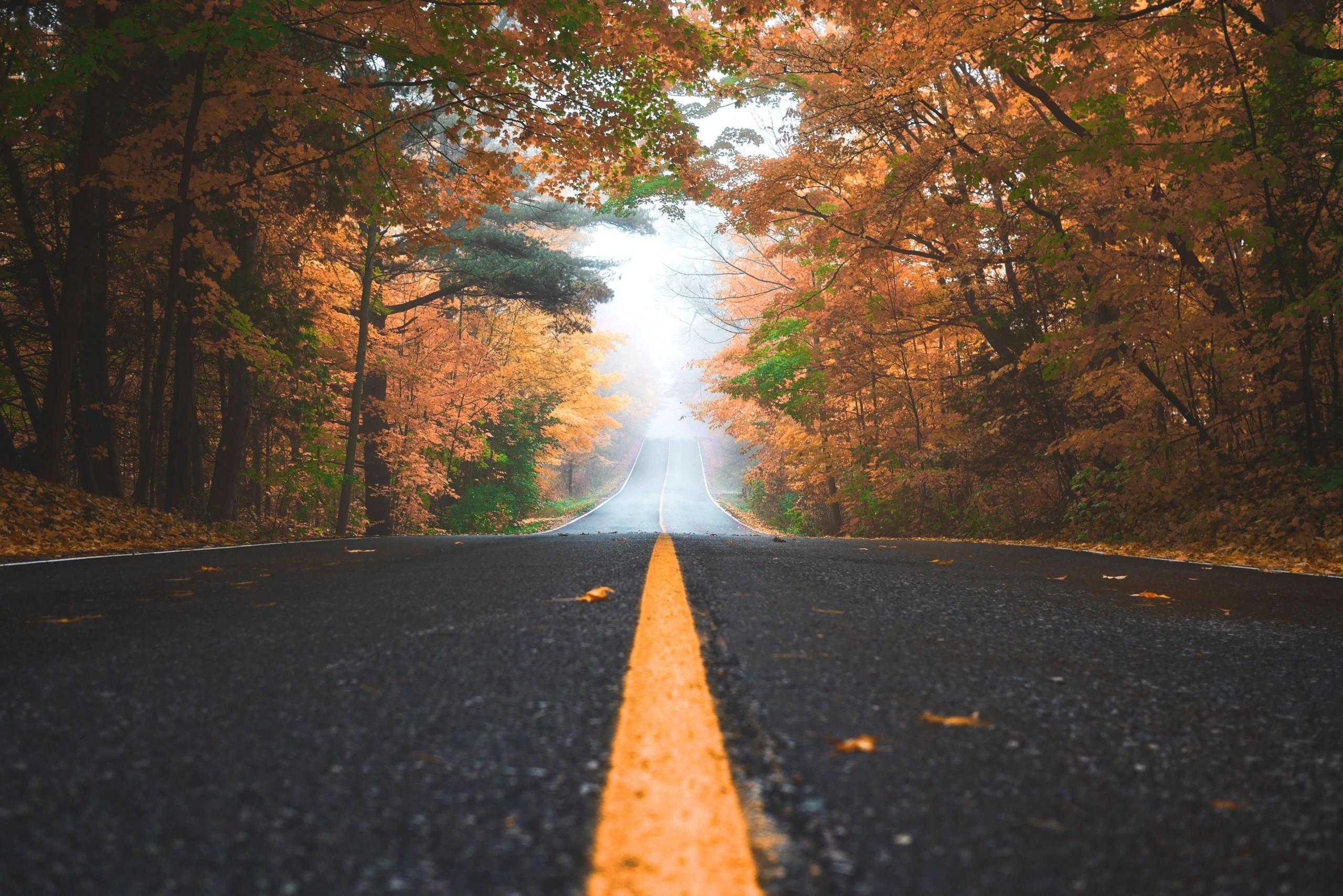 road surrounded by trees
