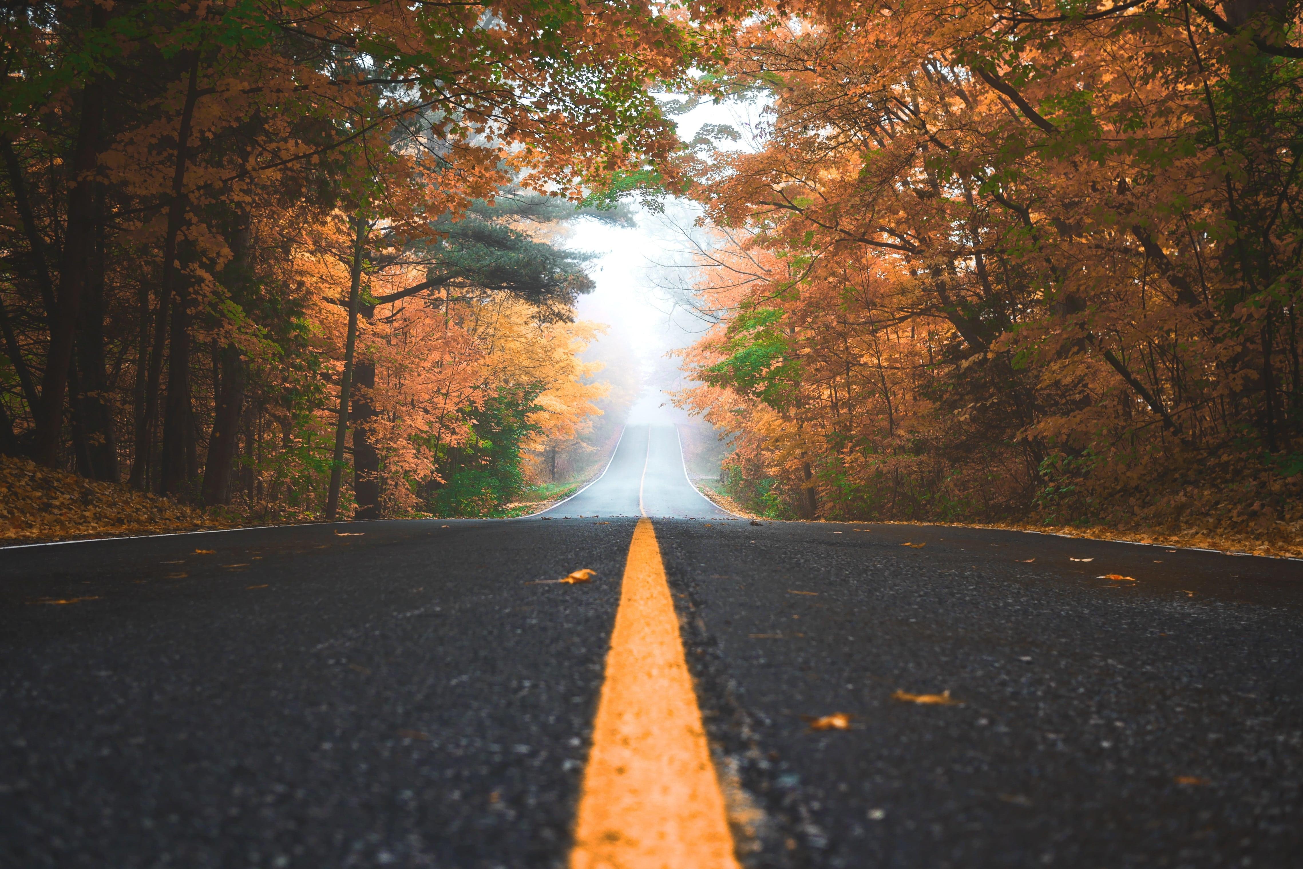 road surrounded by trees
