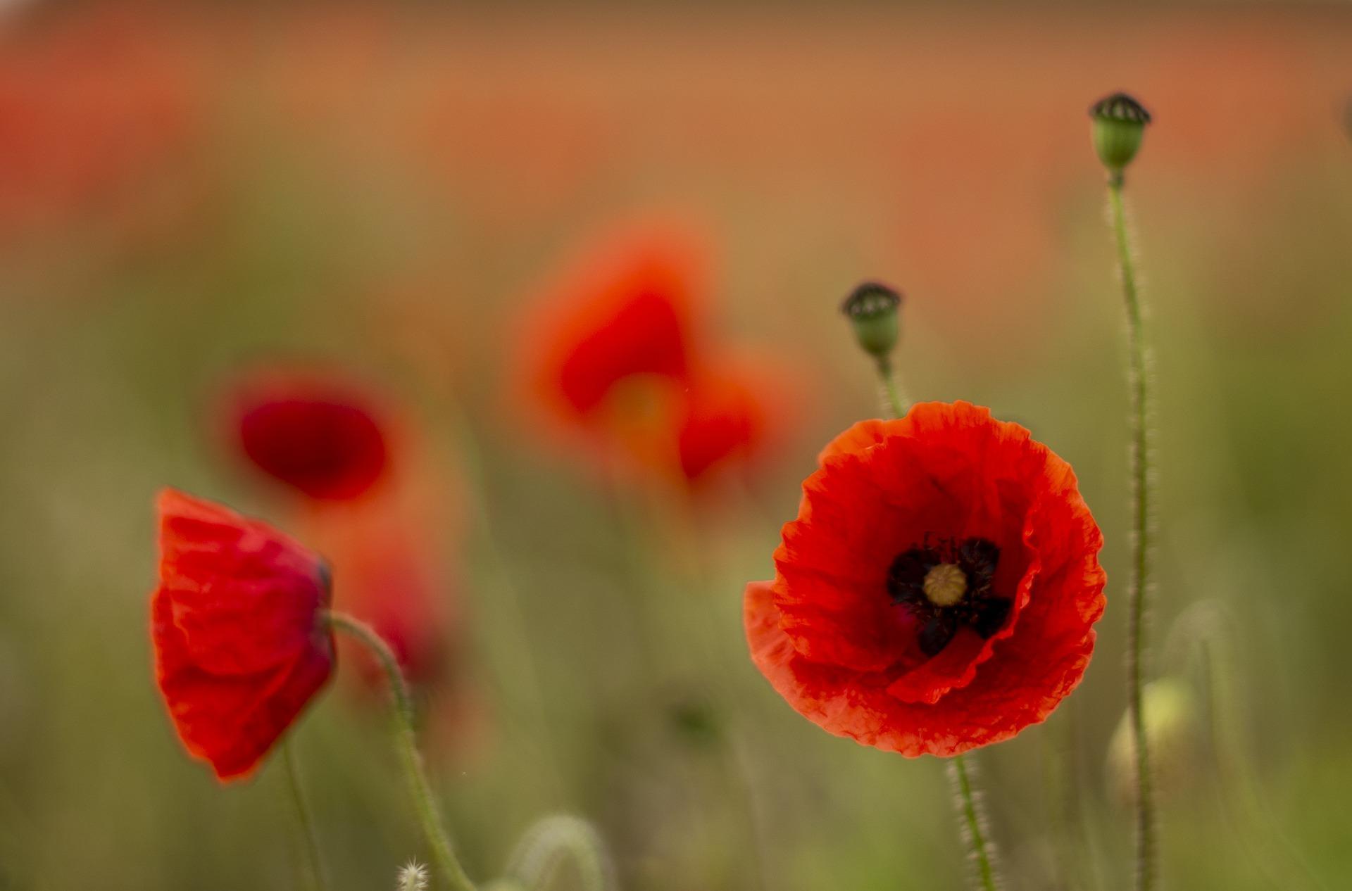 Which are the best patriotic British songs?