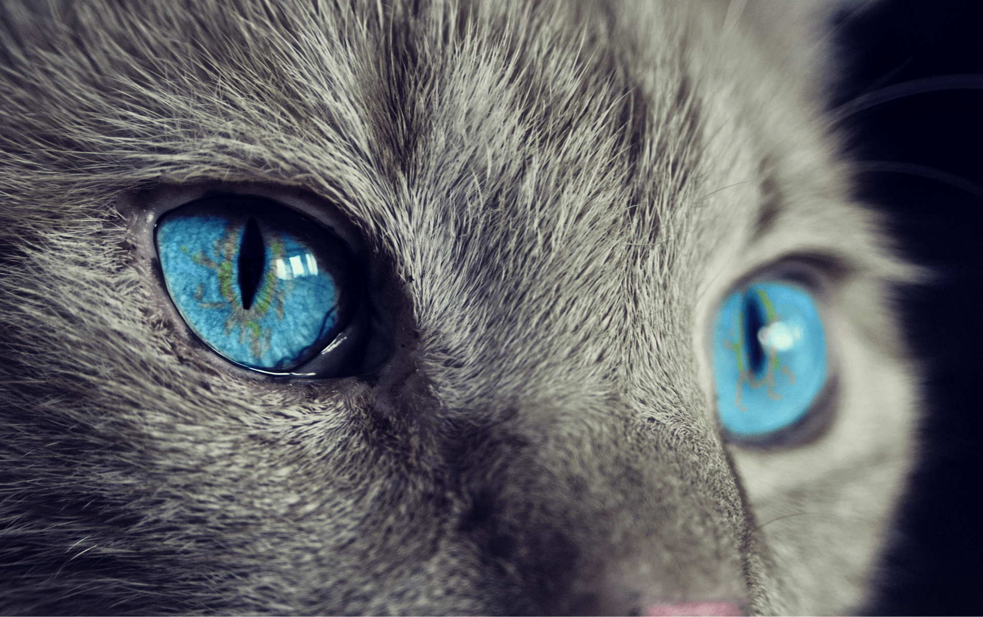 Which are the best cat cafes in Tokyo?