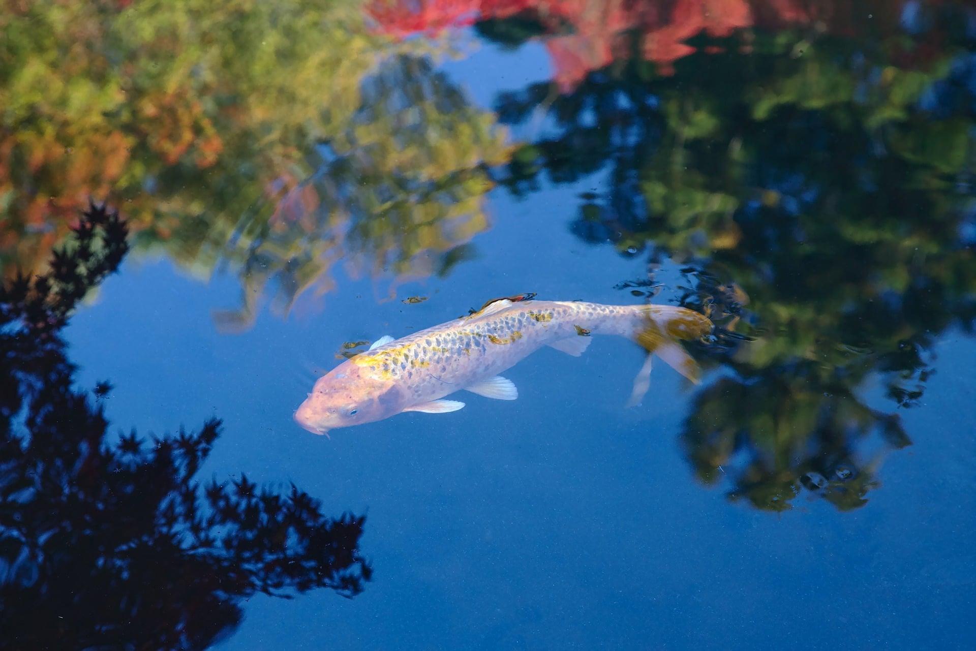 Which is the best fish restaurant in Tokyo?
