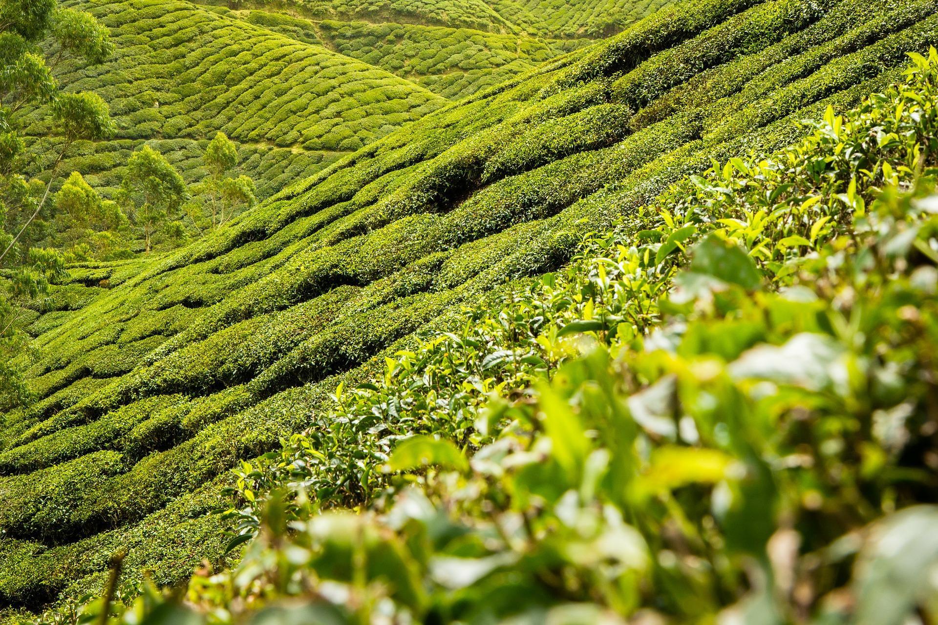 How can you attend a tea ceremony?