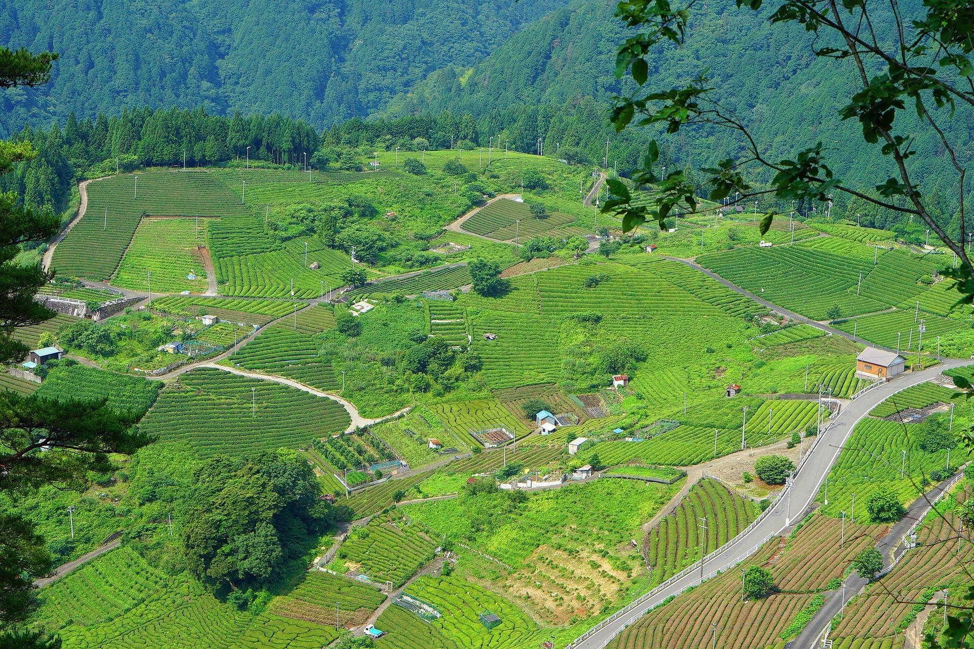What is sencha tea?