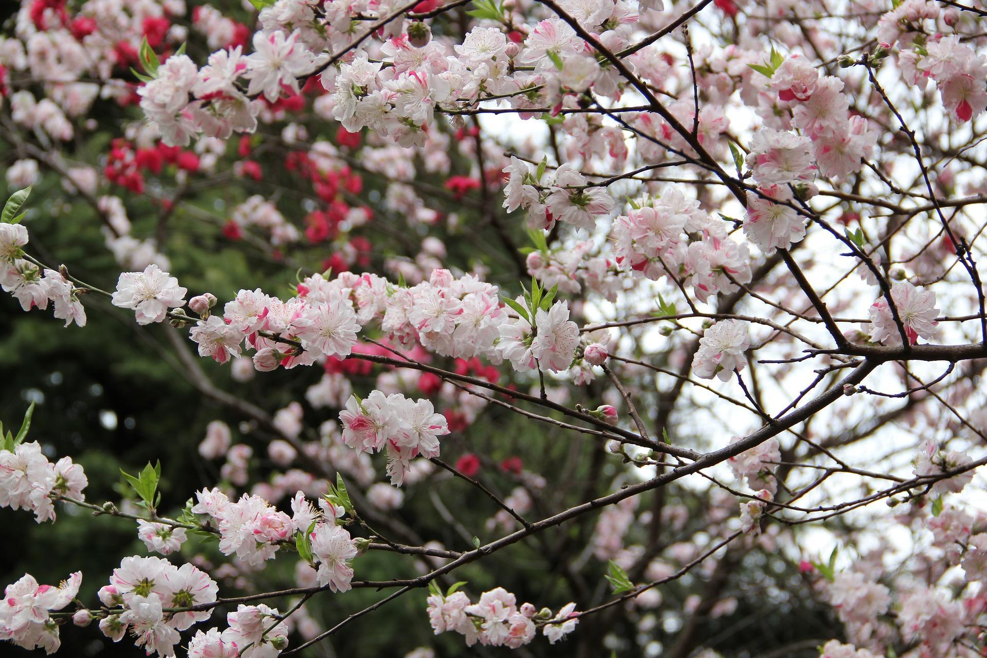 Where can you see cherry blossoms in Tokyo?