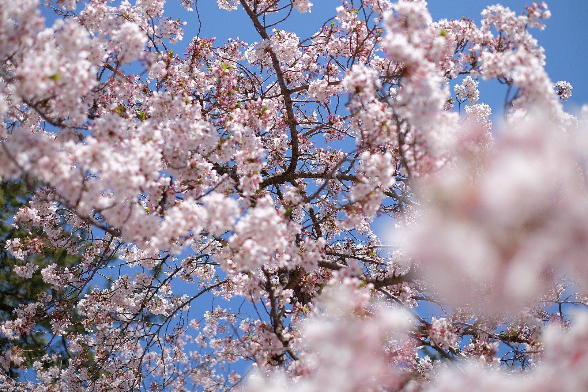 Which is the best museum in Tokyo in summer?
