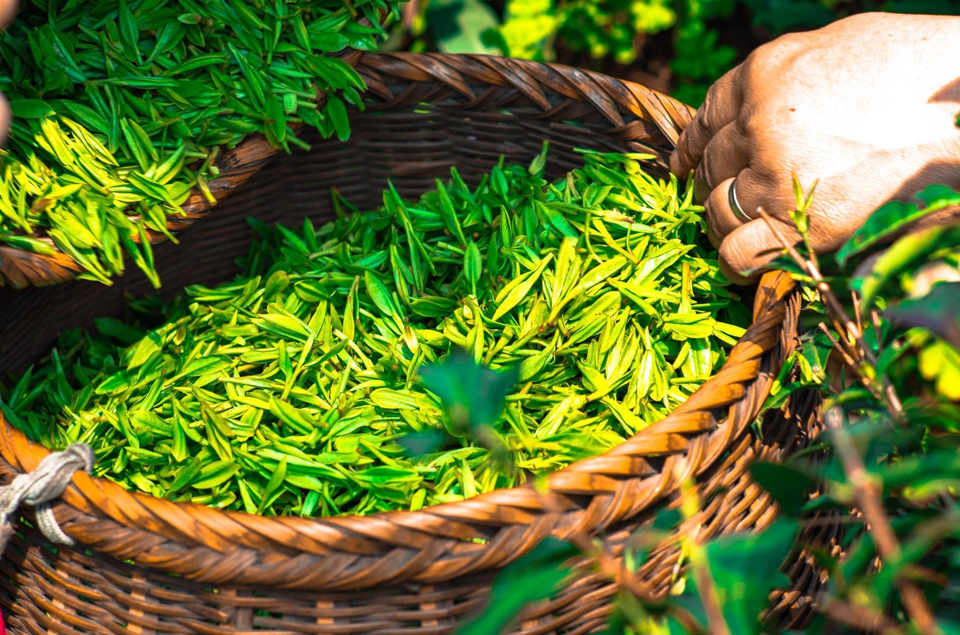 When did tea arrive in Japan?