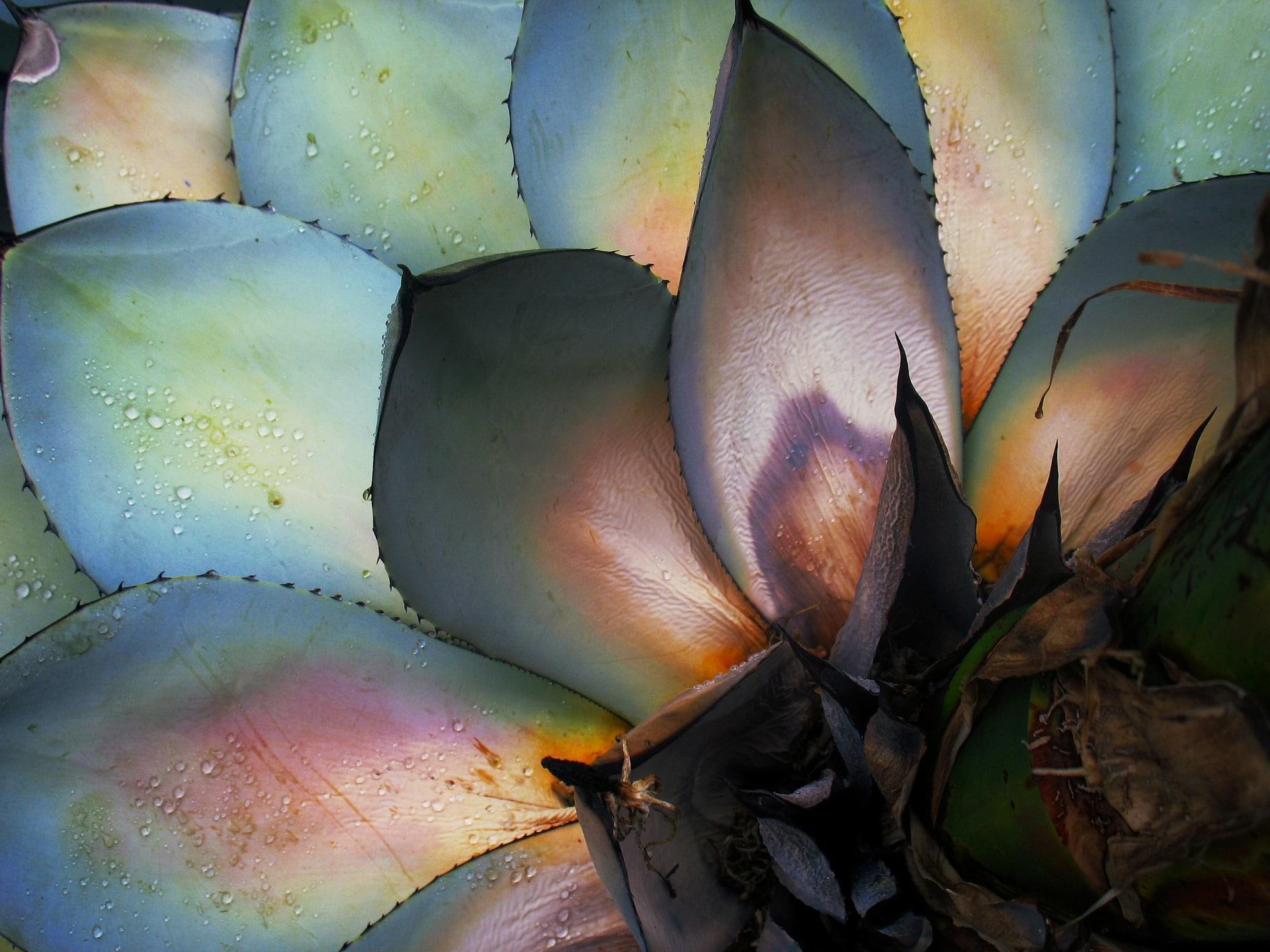 Can you use agave in baking?