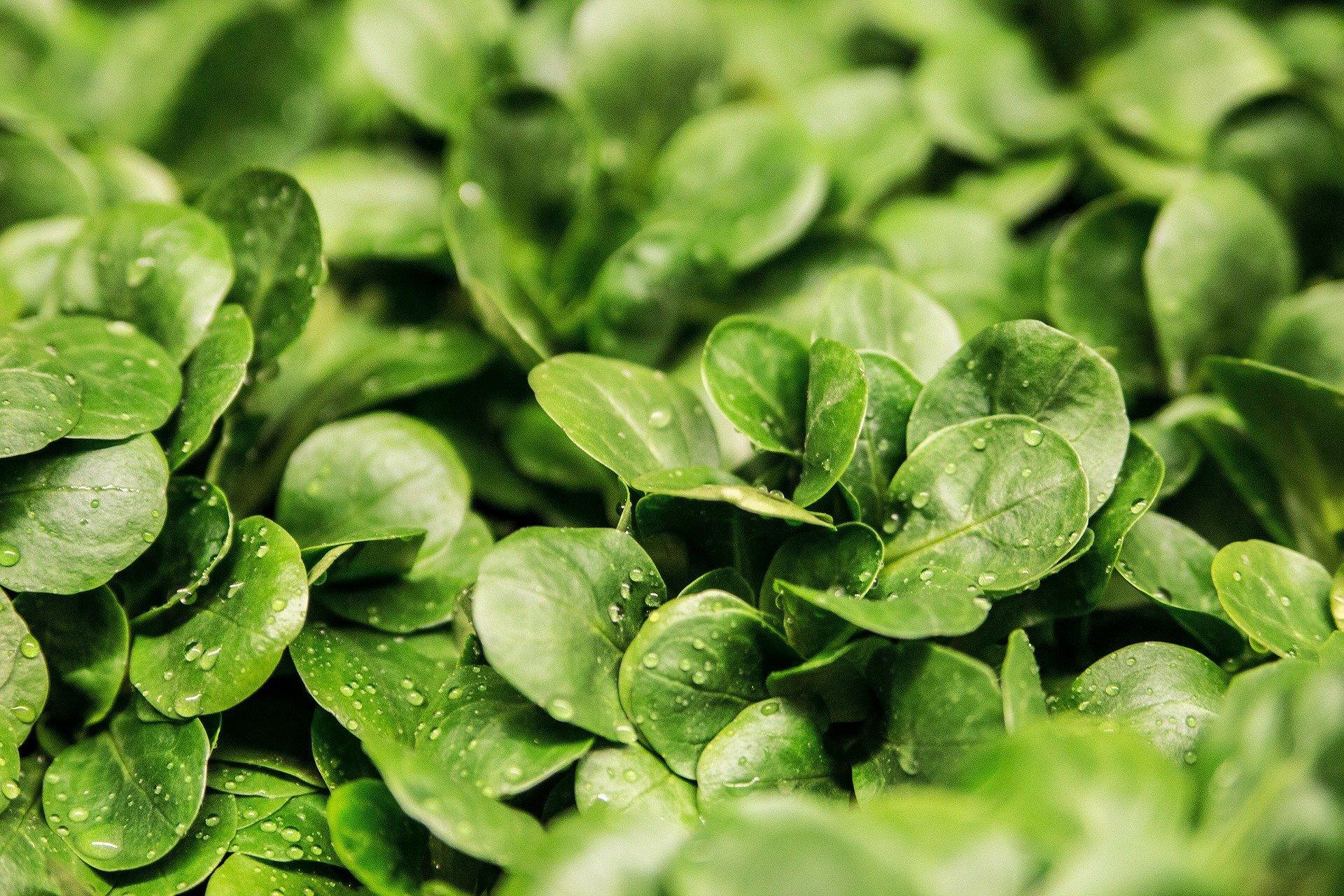 Which are the best fruits and vegetables?