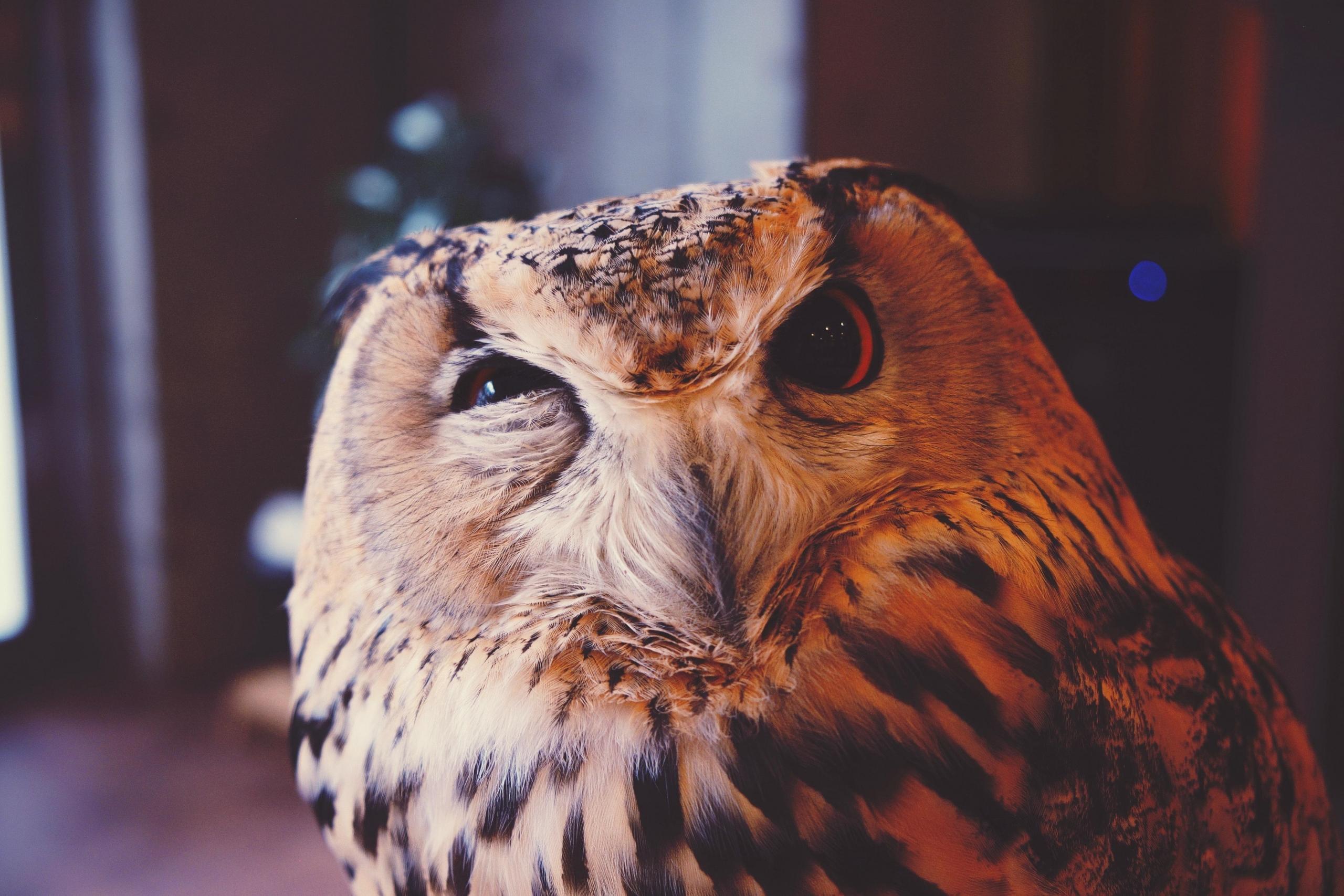 An owl squinting.