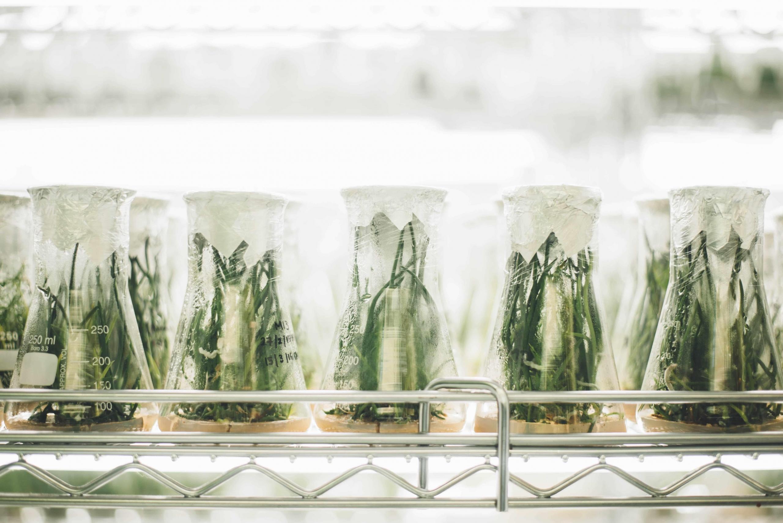 plants in jars