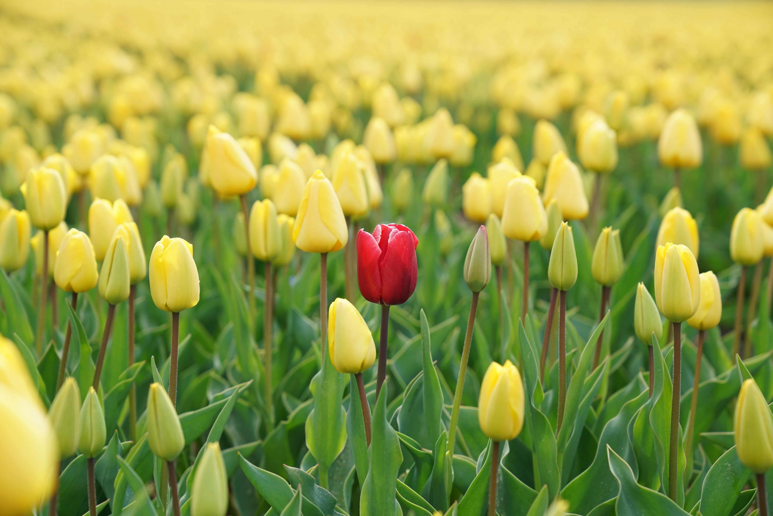 Red flower in a field of yellow flowers