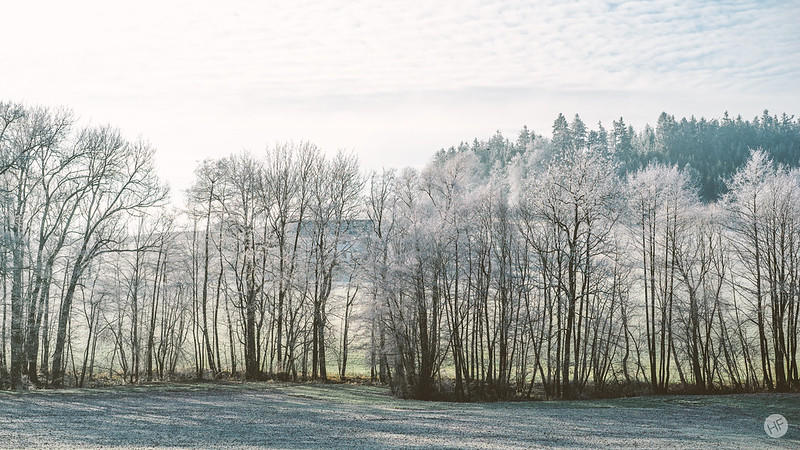 A cold morning, with trees shrouded in ice and frost covering the meadow at sunrise.