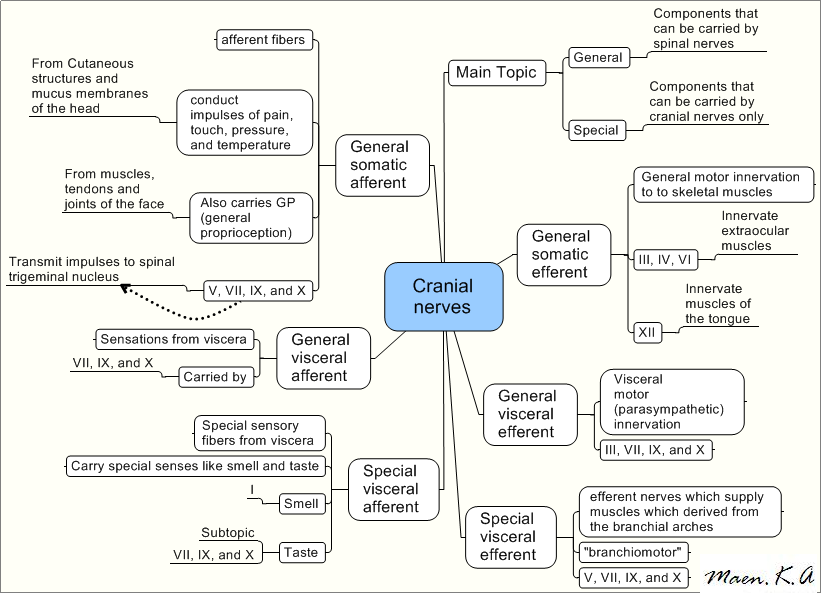 Create a mind map for each subject you study