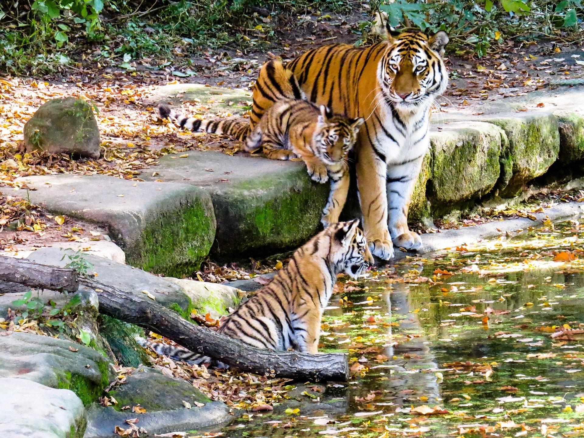 Tiger moms create low esteem in their children