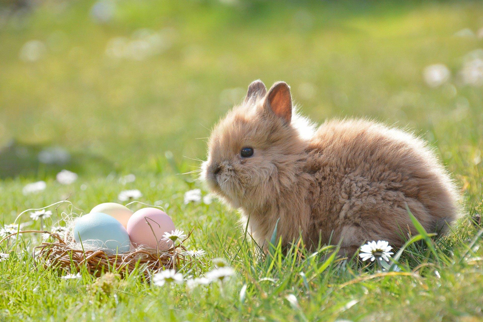 How do you draw the Easter bunny?