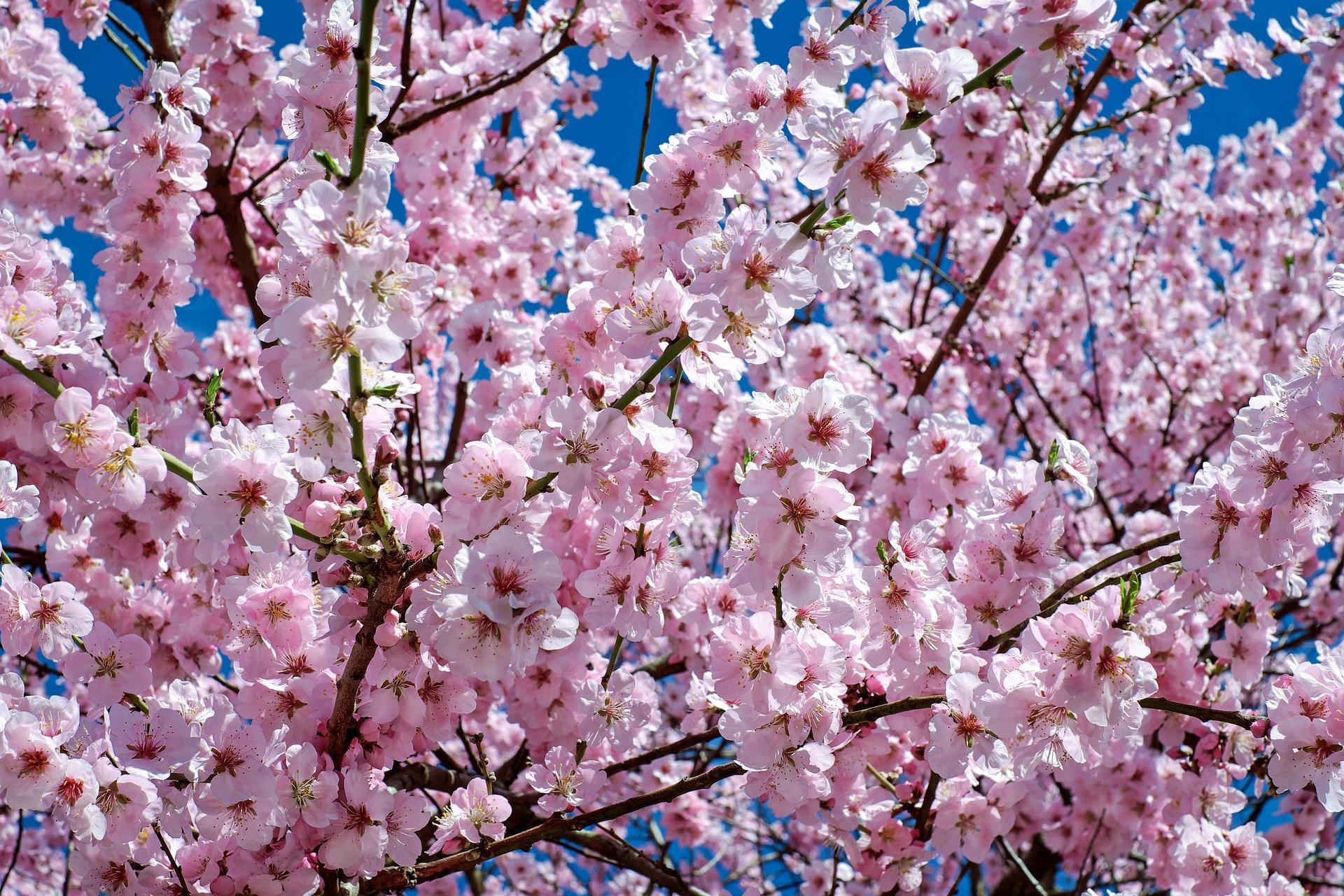 When can you see cherry blossoms in Japan?