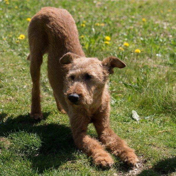 Dogs also do the Down Dog asana