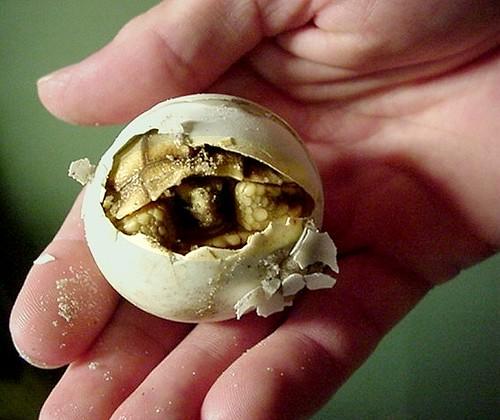 Turtle conservation programs are perfect for future marine biologists