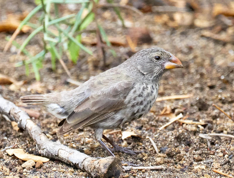 Birds' beaks were a source of prolonged study