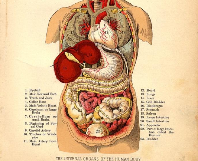 Doctors knew little about how the body worked in Galen's time