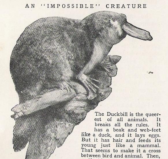 Darwin thought the platypus must prove there were two creators