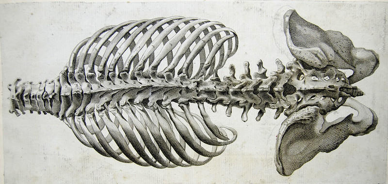 Thanks to Galen, early medical men understood better how the spine and nervous system works