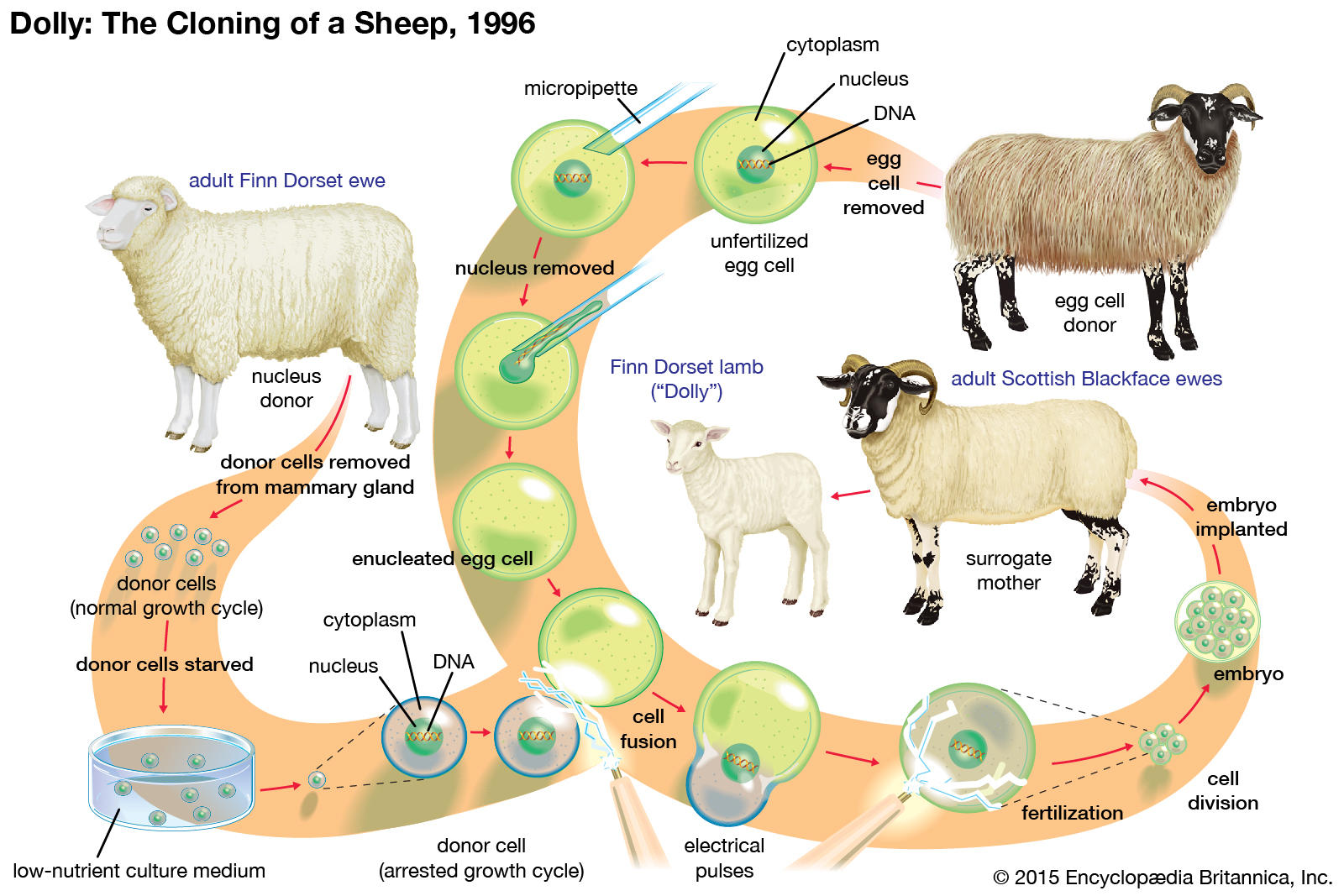 diagram of cloning
