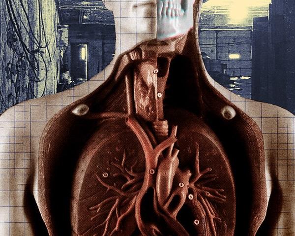 Galen went to cruel lengths to investigate the torso and thorax