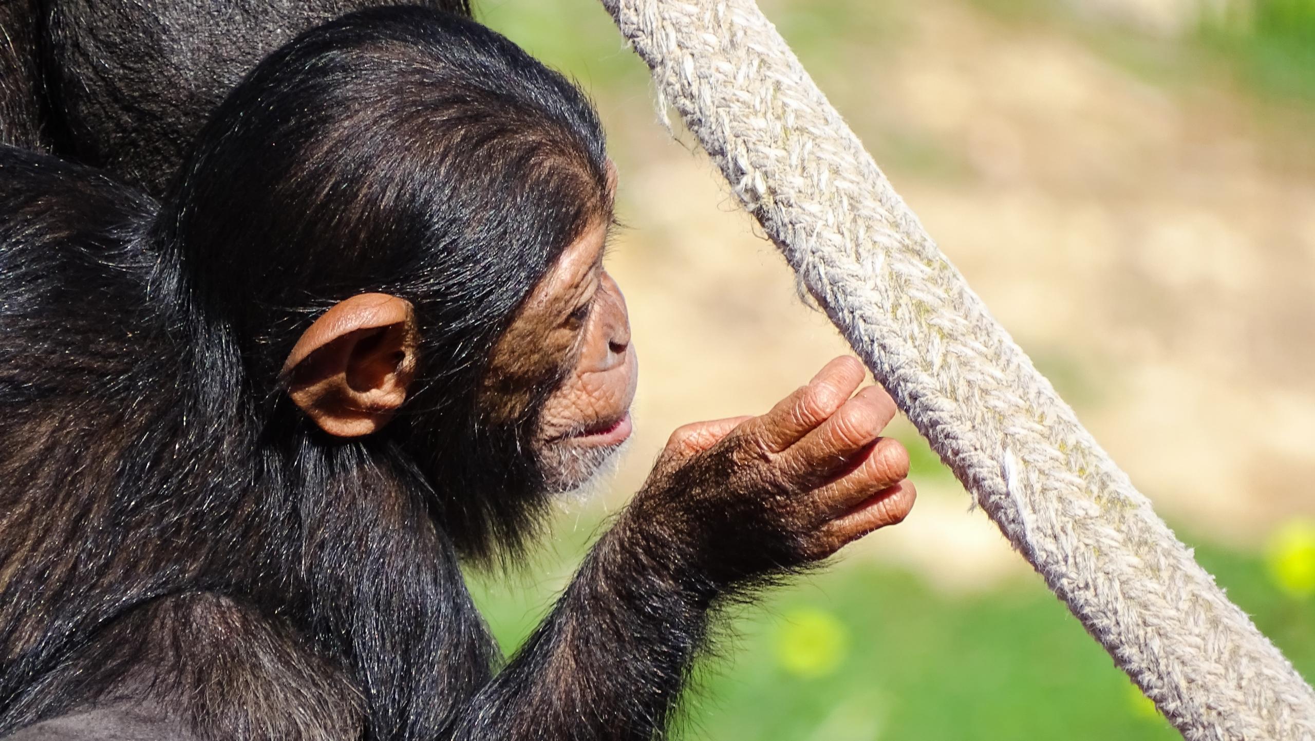 research with chimpanzees