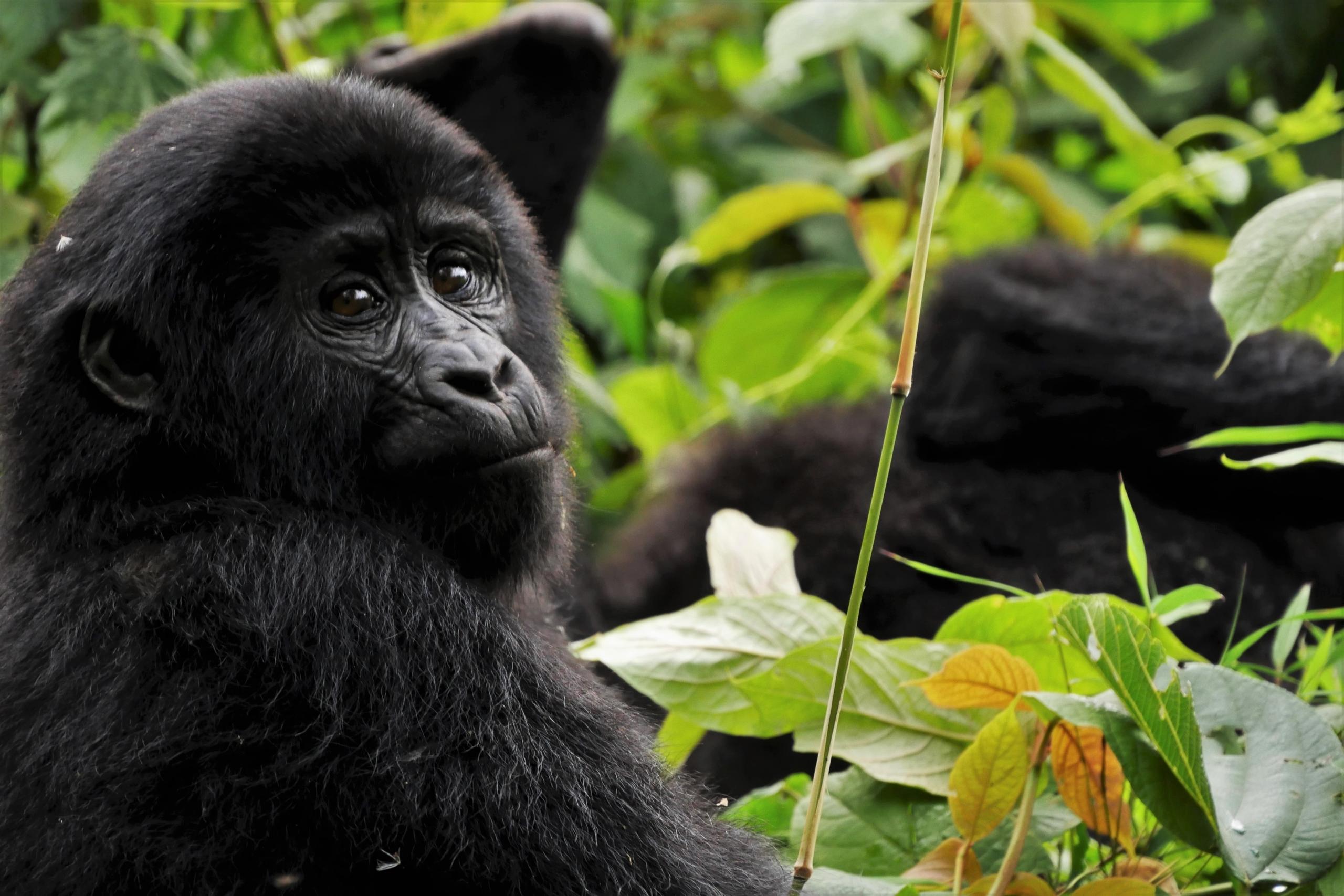gorilla life