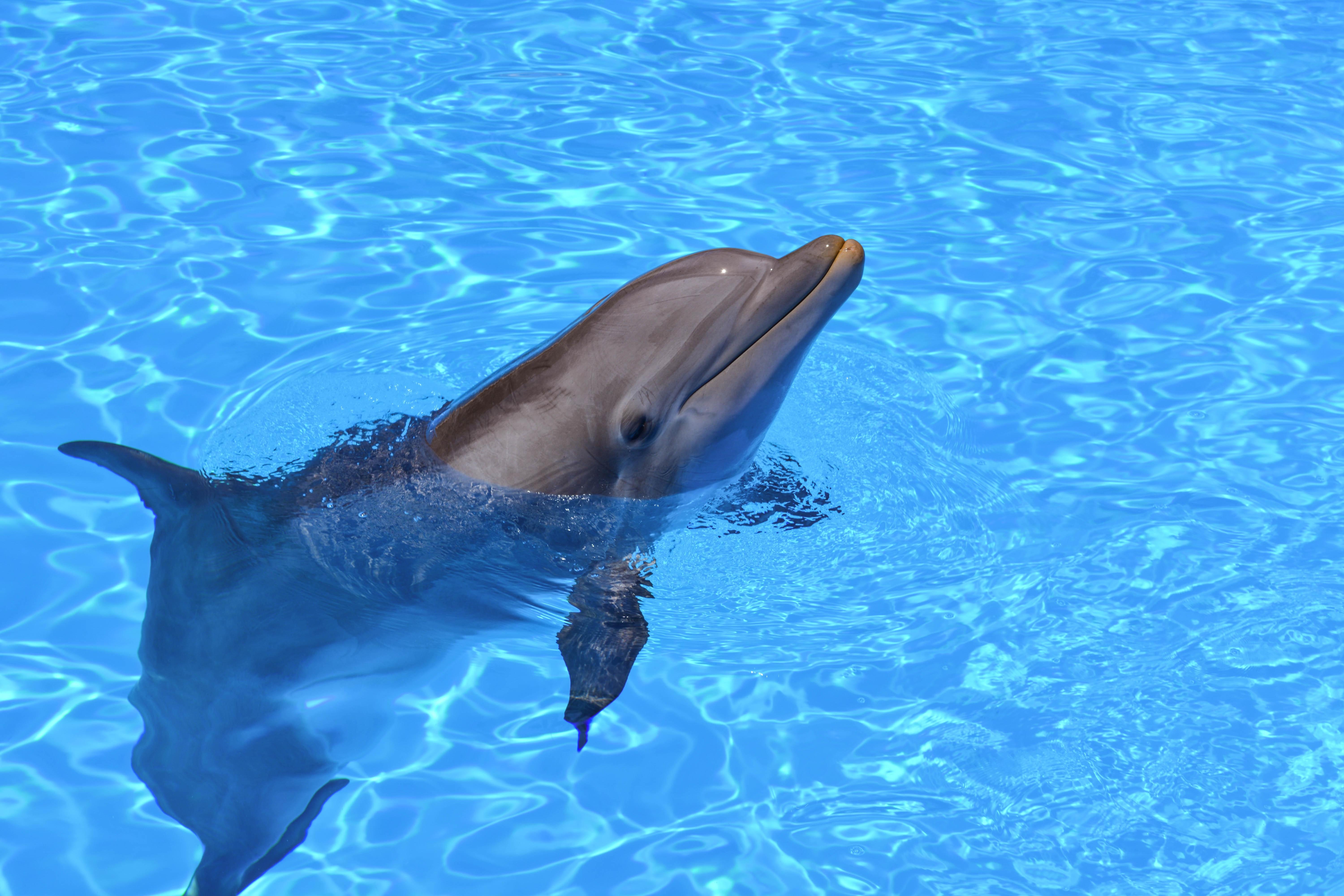 peter the dolphin