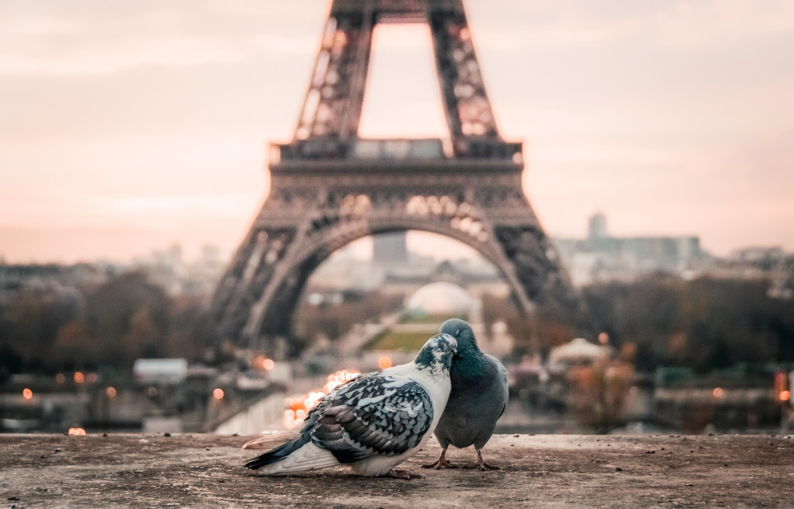Pigeons in front of the eiffel tower