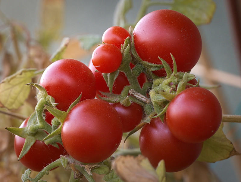 The tomato/tomahto debate has spilt into mainstream